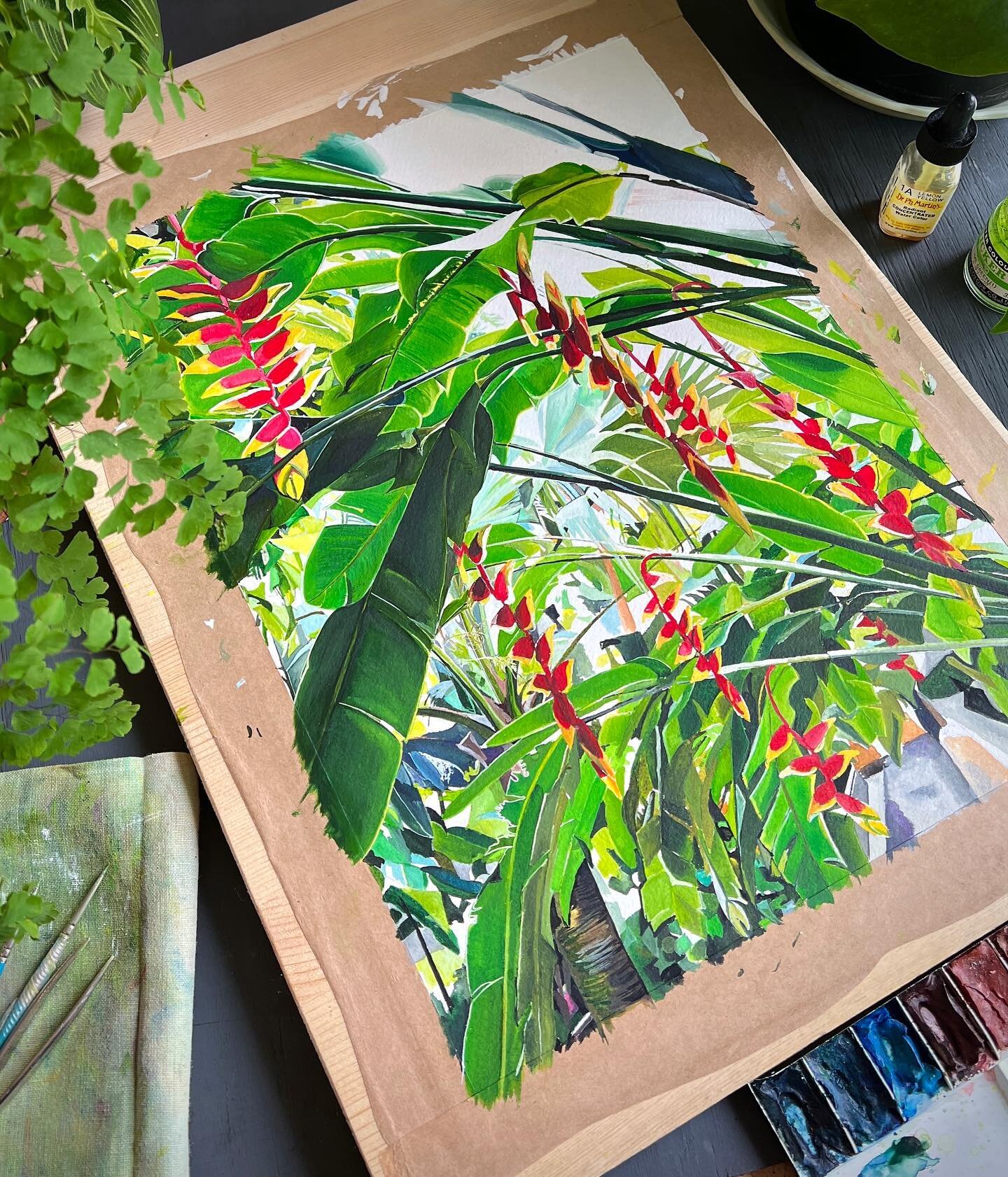 🌱✨It is always fun to research the plants I paint because I always learn something new! 👩&zwj;🎨

🌿🌴 Heliconia rostrata is commonly known as South American Hanging Lobster Claw. It is recognizable from its colourful red bracts, which are protecti