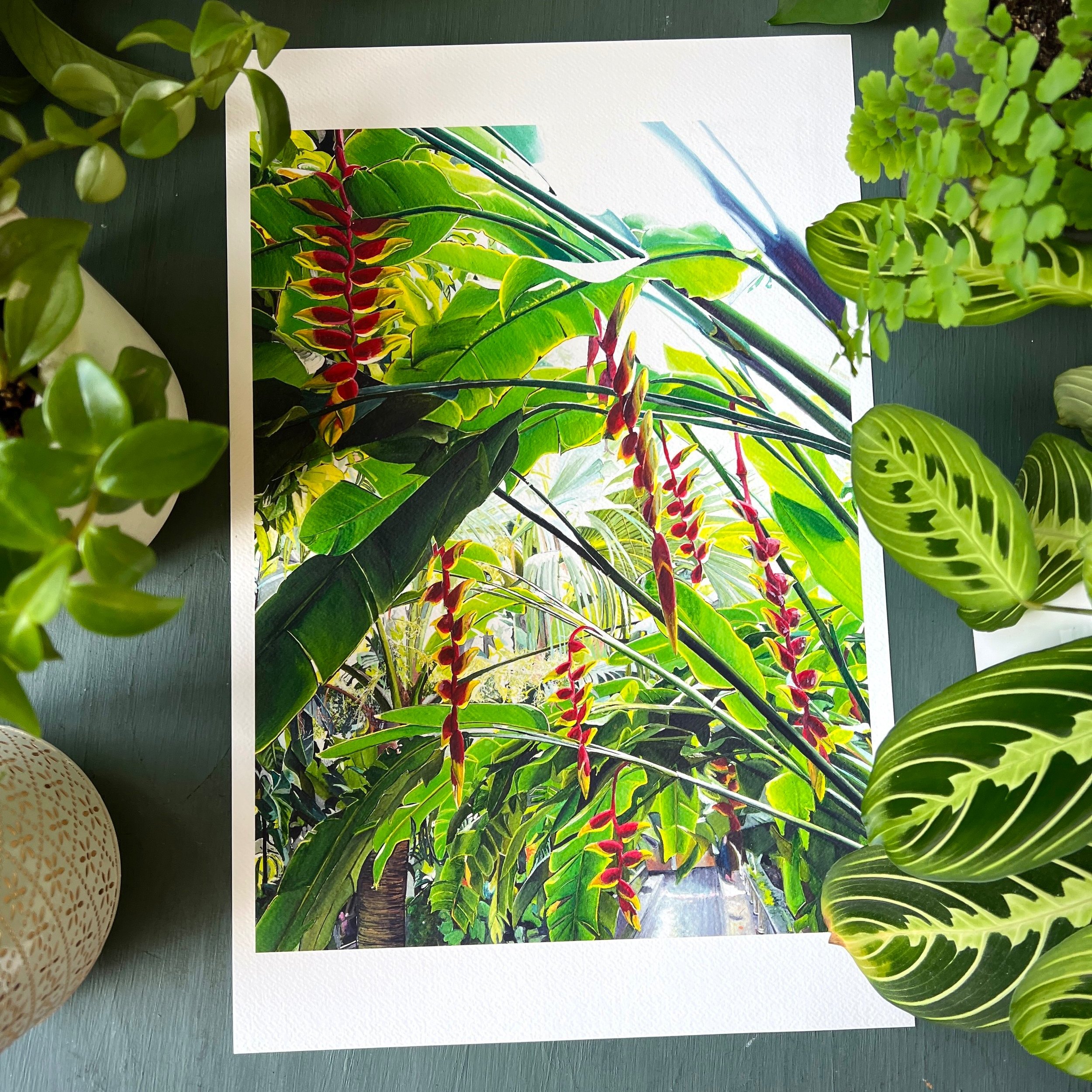 "Heliconia Lustre" - Print