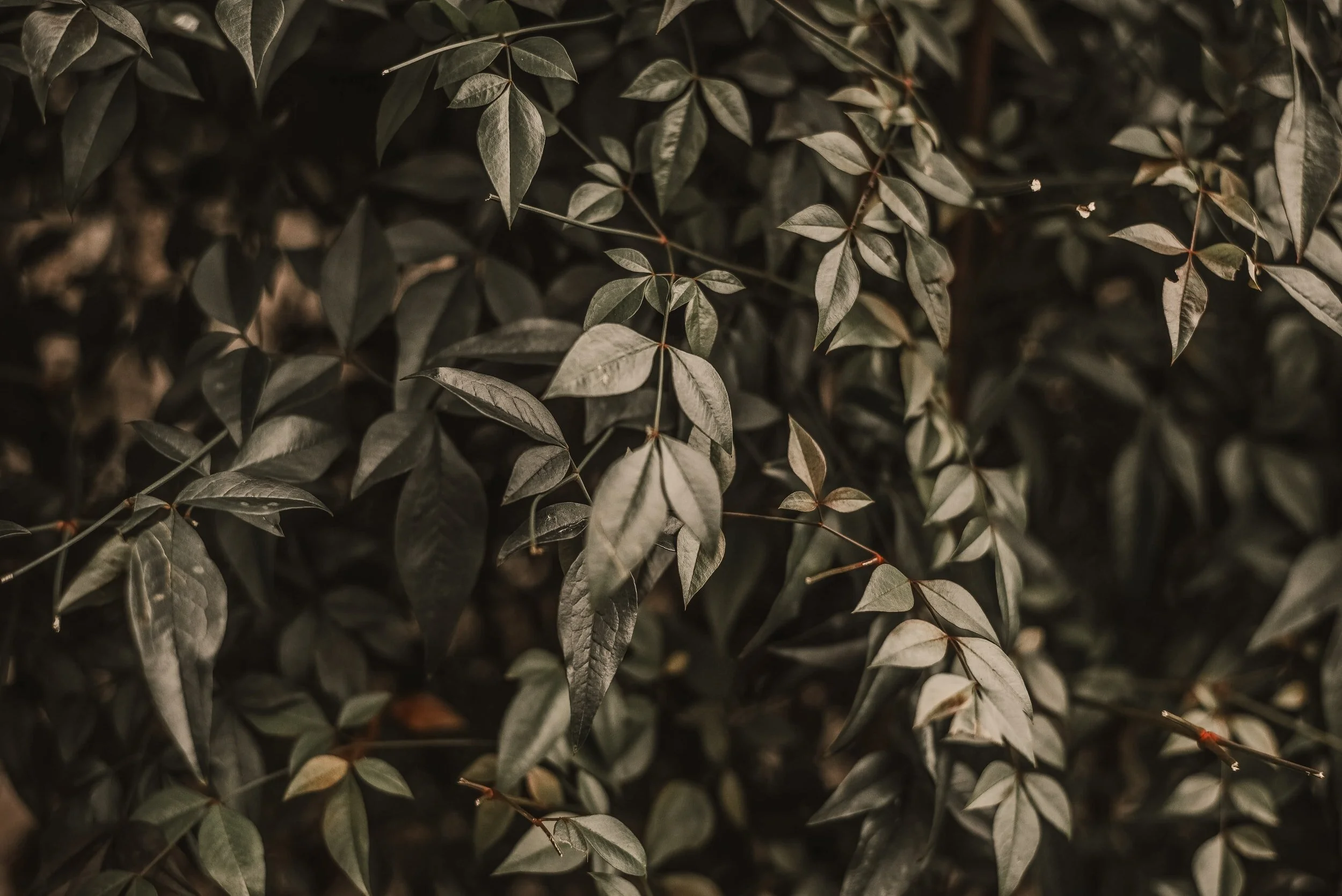 THE VINE AND THE BRANCHES