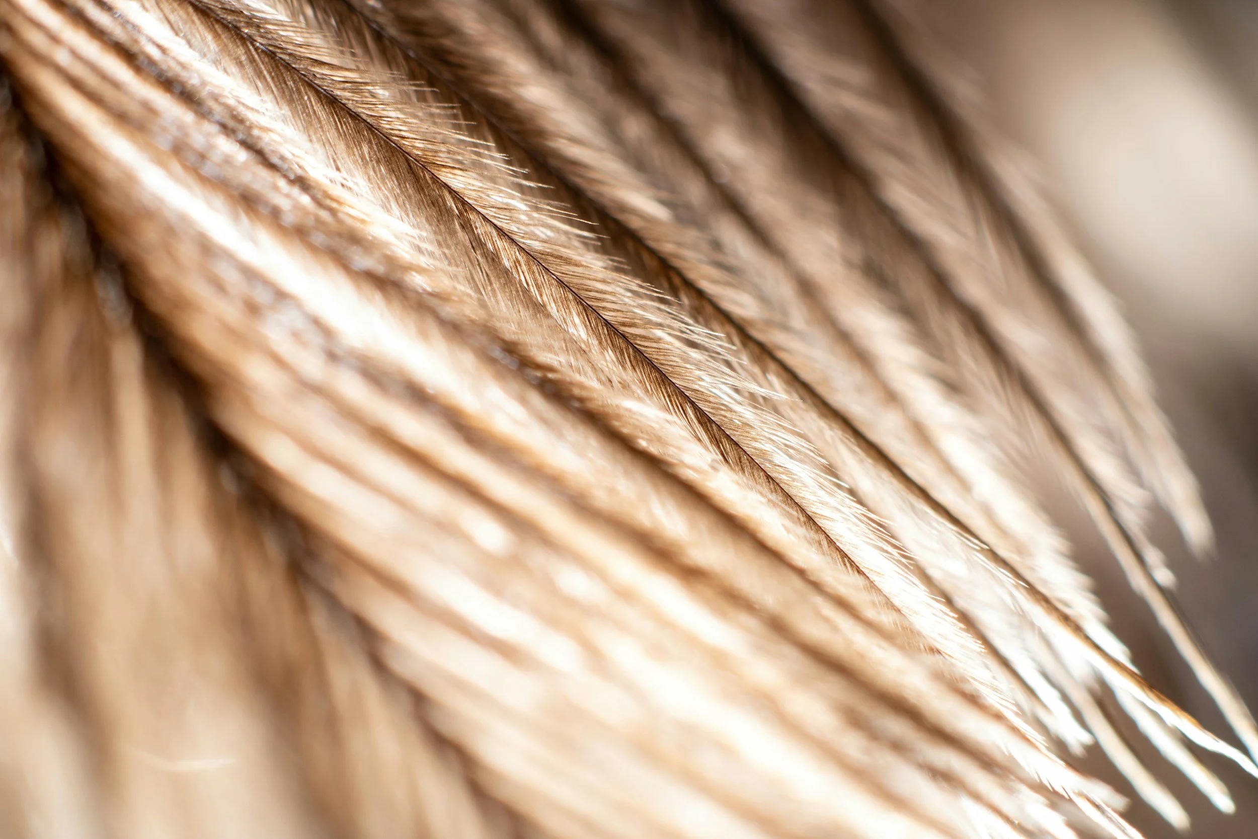 Faith Like the Centurion’s