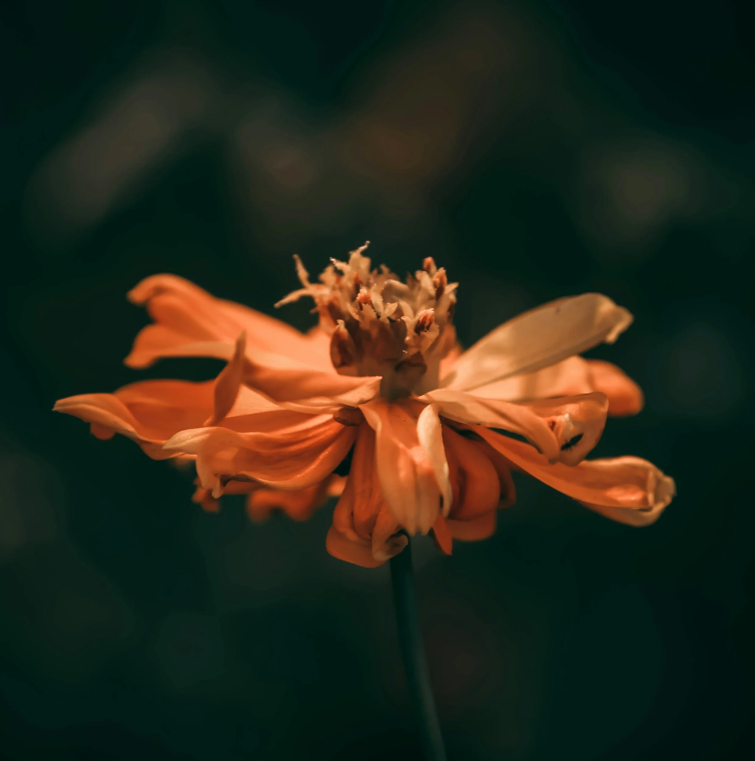 Freely Given, Freely Shared