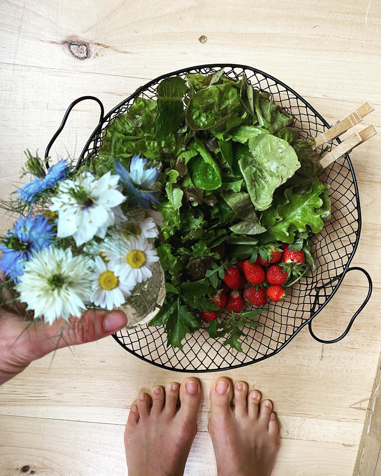 Today&rsquo;s harvest from my front yard garden: love-in-the-mist and chamomile flowers, lettuce, spinach, arugula and strawberries.🍓