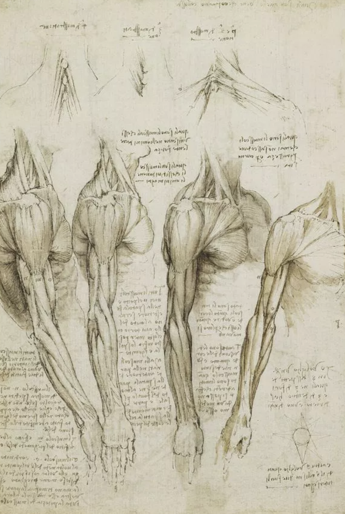 royal collection drawings.png