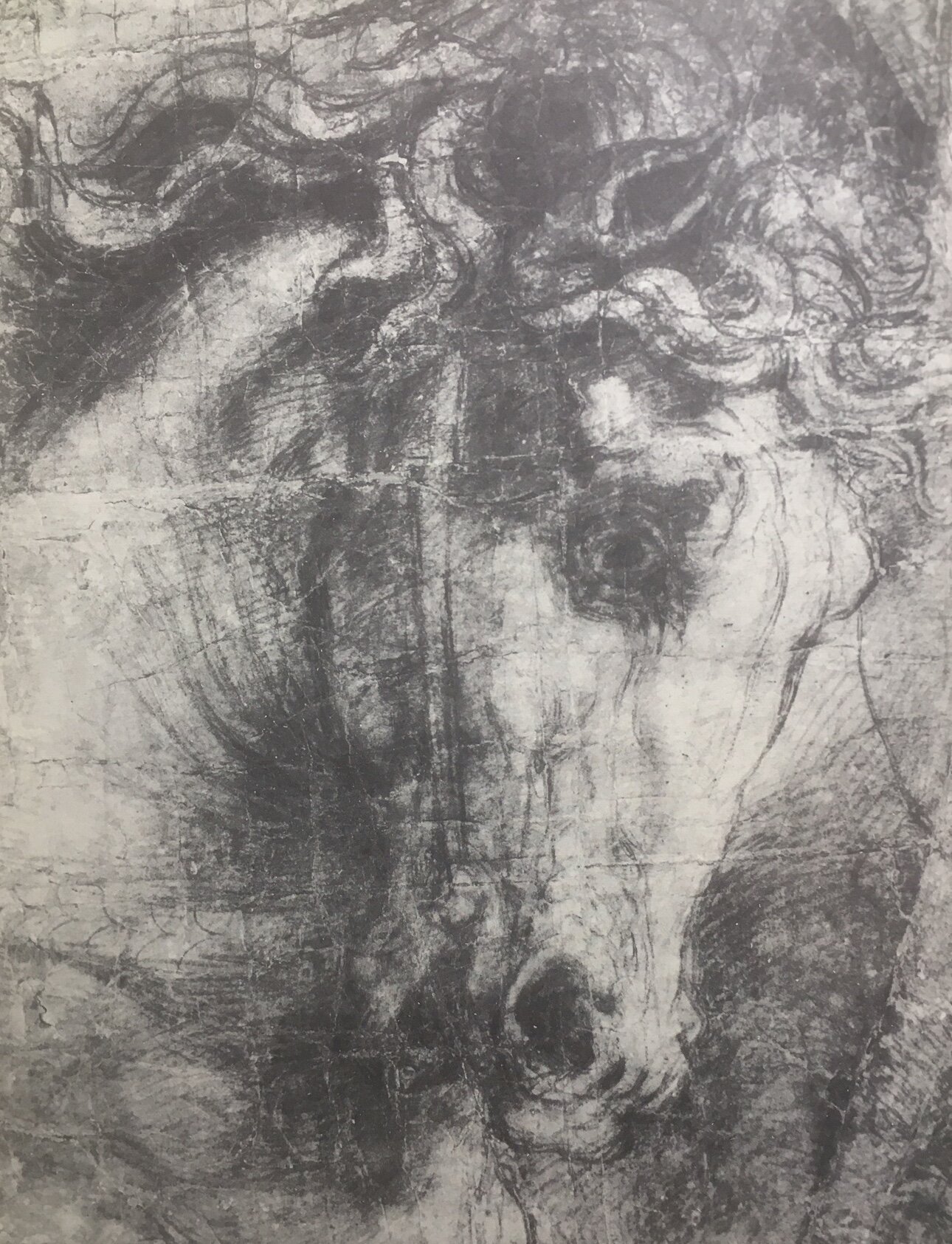 Raphael, study of horse for Heliodorus