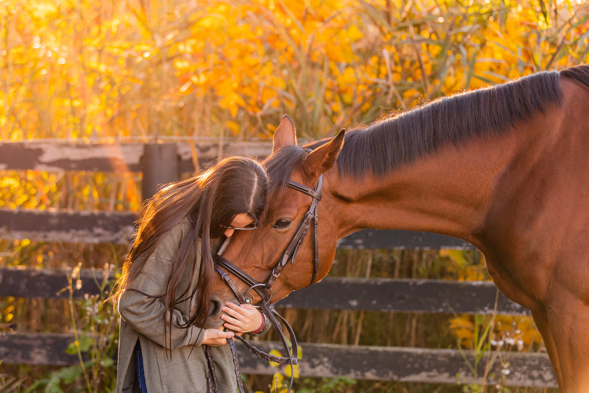 Bond between horse and rider