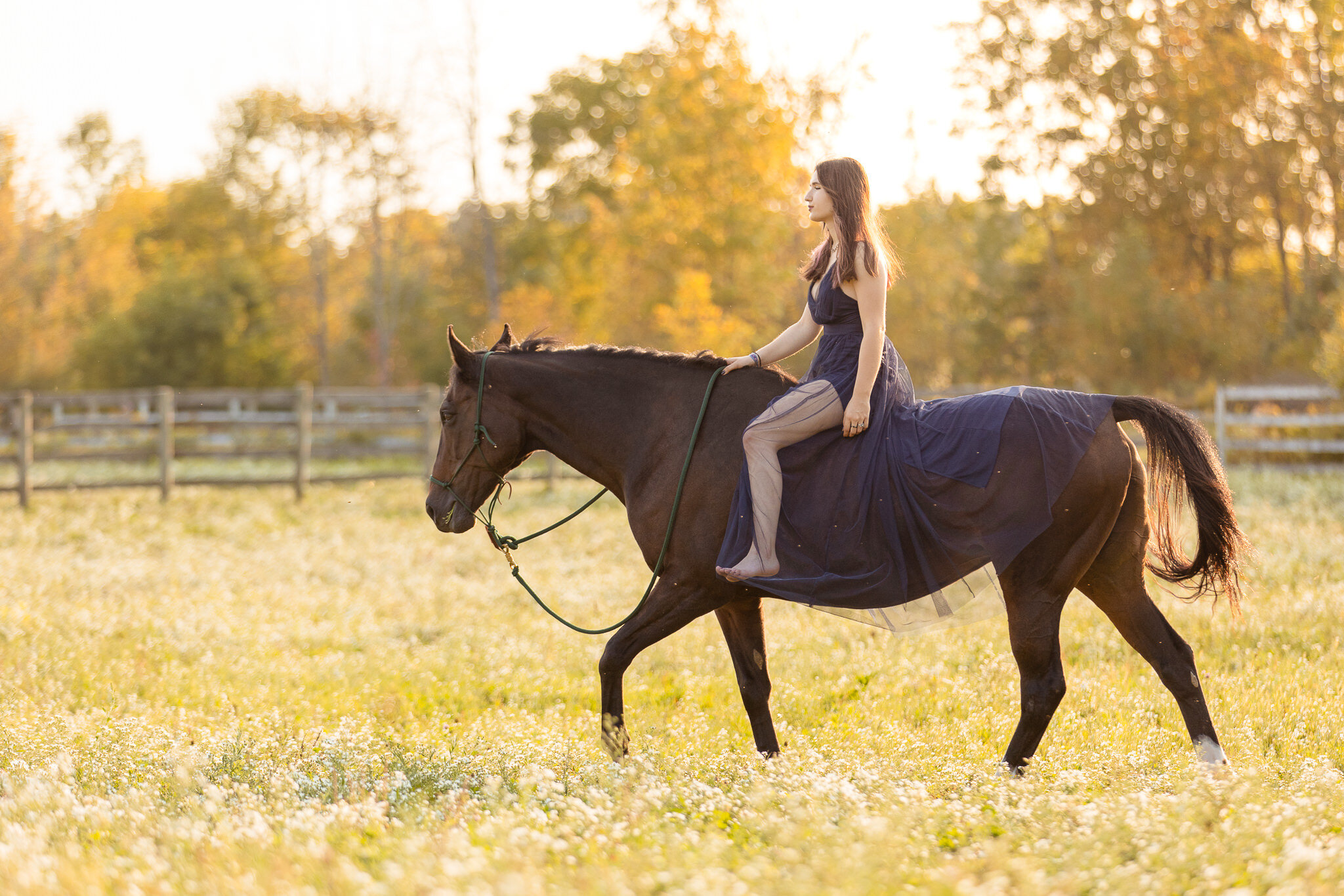 Ohio Horse Photographer