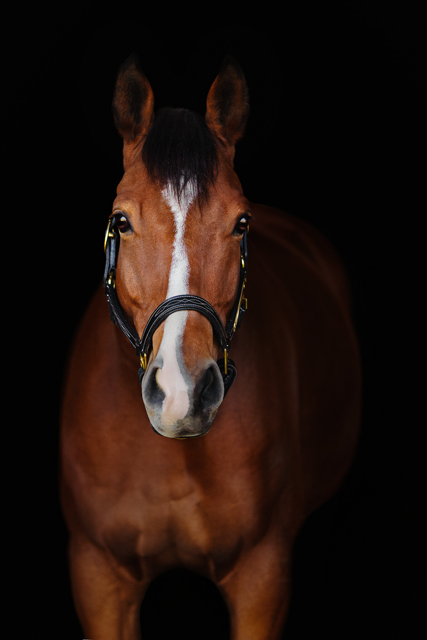 Black Background Horse Portrait