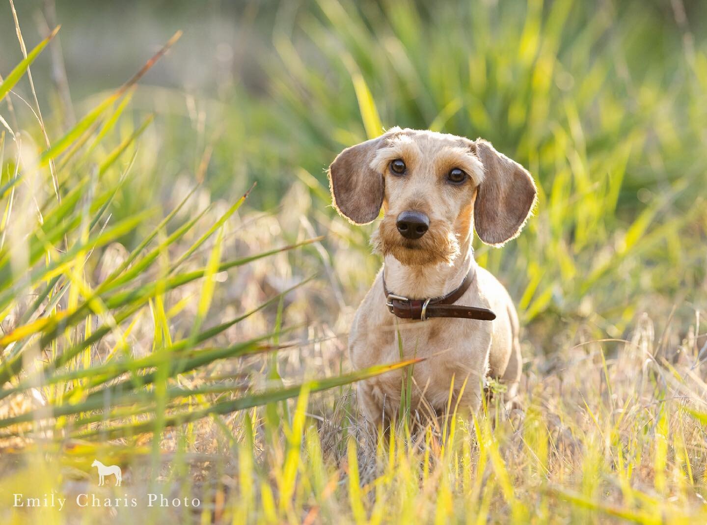 When you're only ankle high, but still know you're king of the jungle...especially with these eyebrows. -Flip The Mini Dachshund