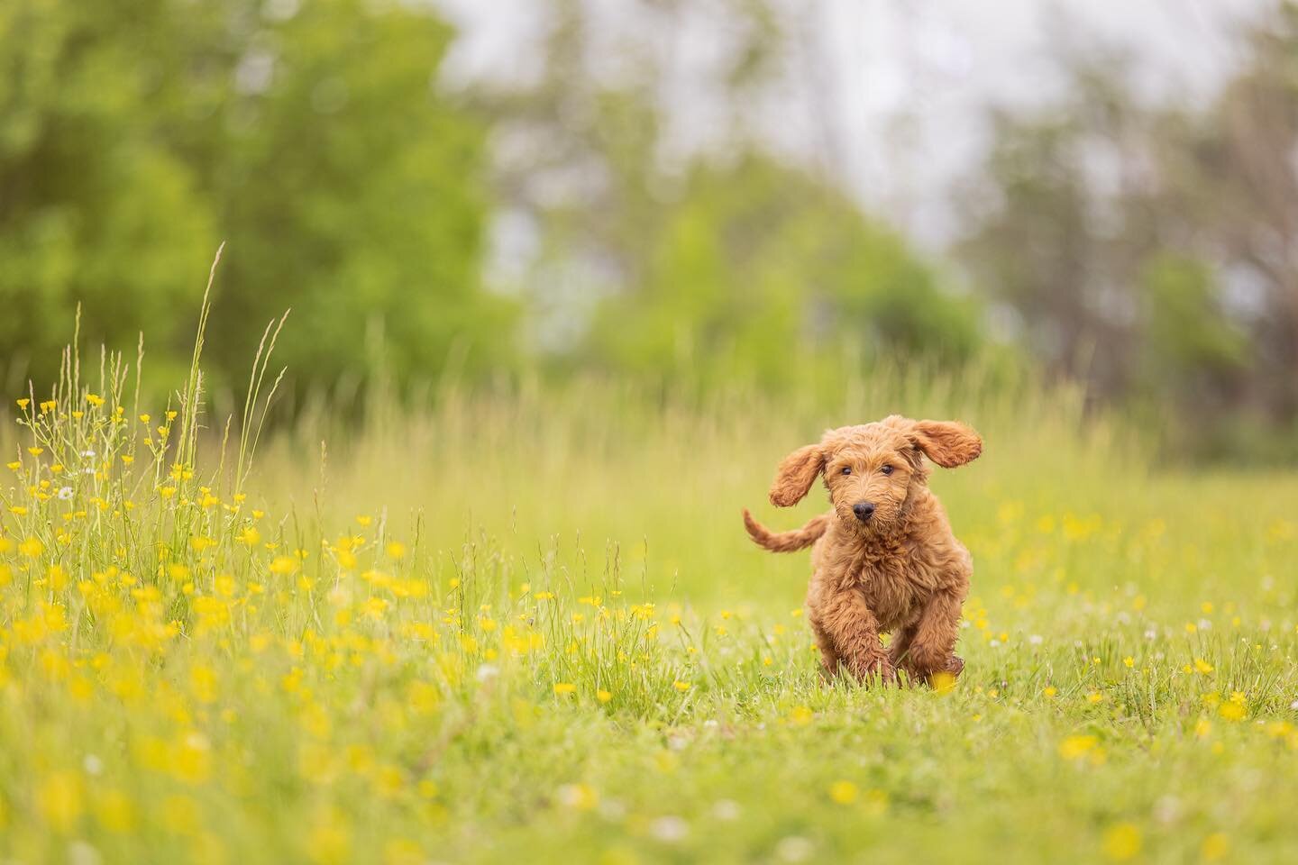 Life is pretty good when you're a puppy, frolicking through a field of buttercups. 🌼