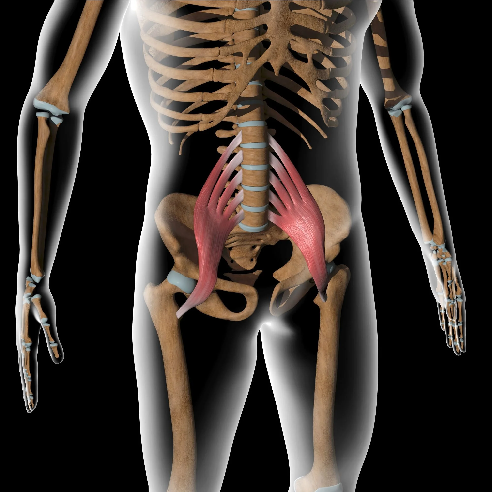 Acupuncture For Psoas Trigger Points Morningside Acupuncture