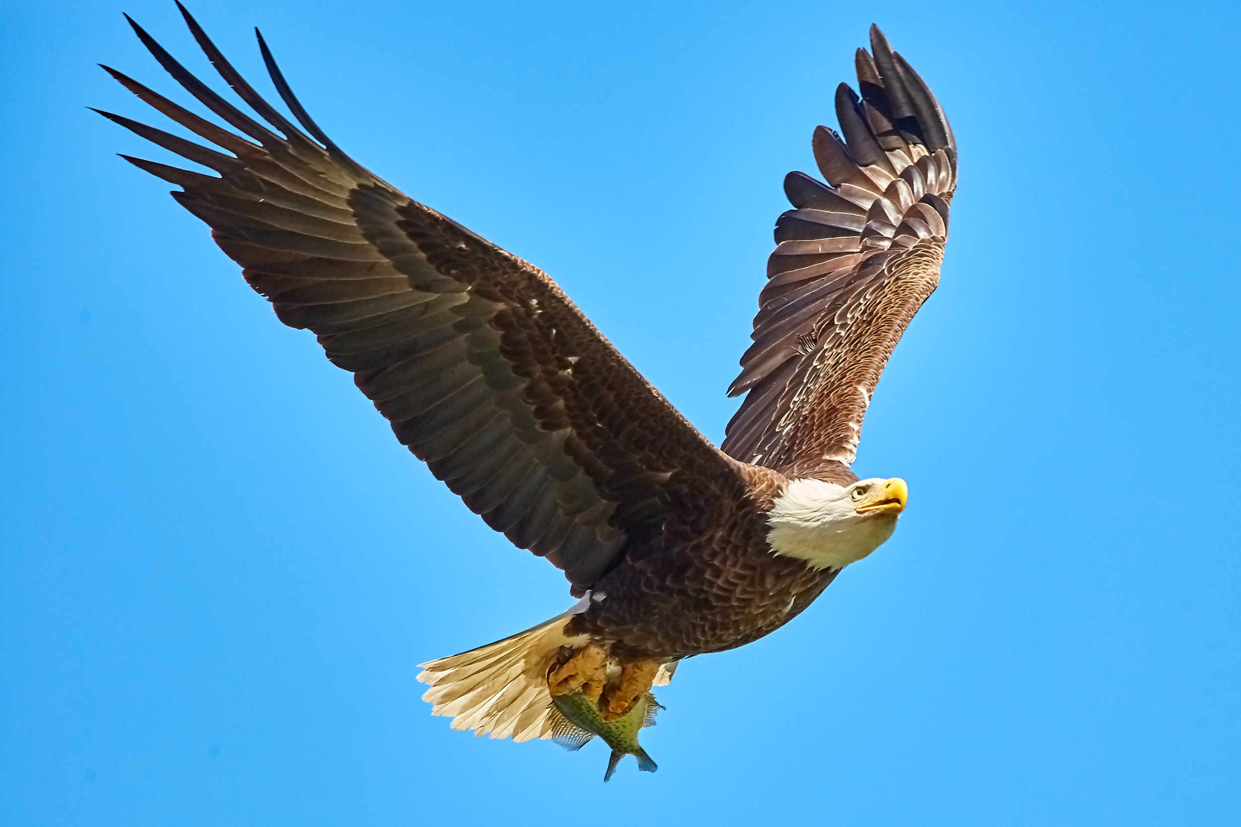 Eagle