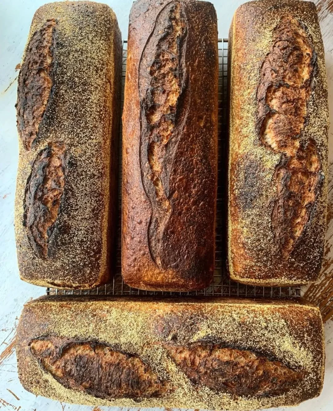 🦃 Put slow-rise, traditionally crafted sourdough on your Thanksgiving table this year! 🦃 

Our bakers are accepting preorders until 11/21. Link in our bio with instructions to order in minutes!

Pair your gravy and cranberry sauce with sourdough lo