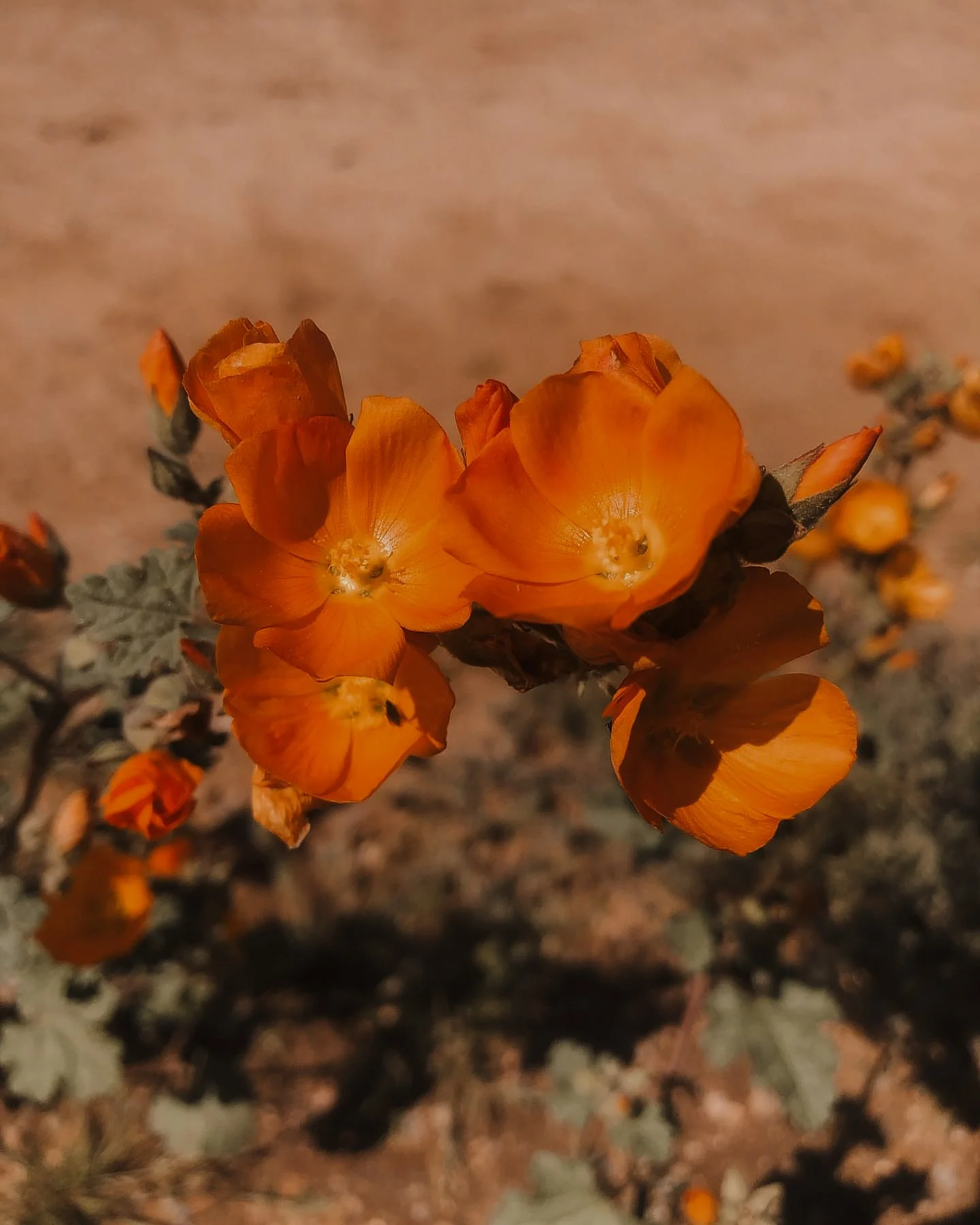 Arizona desert wild flowers