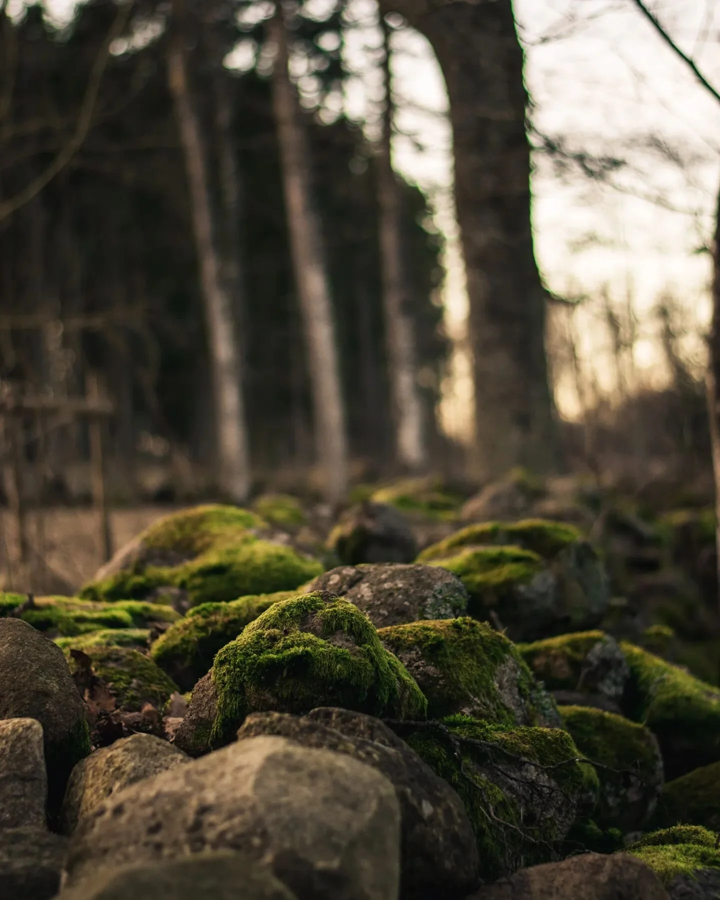#landscapephotography #naturephotography #sweden #nikon