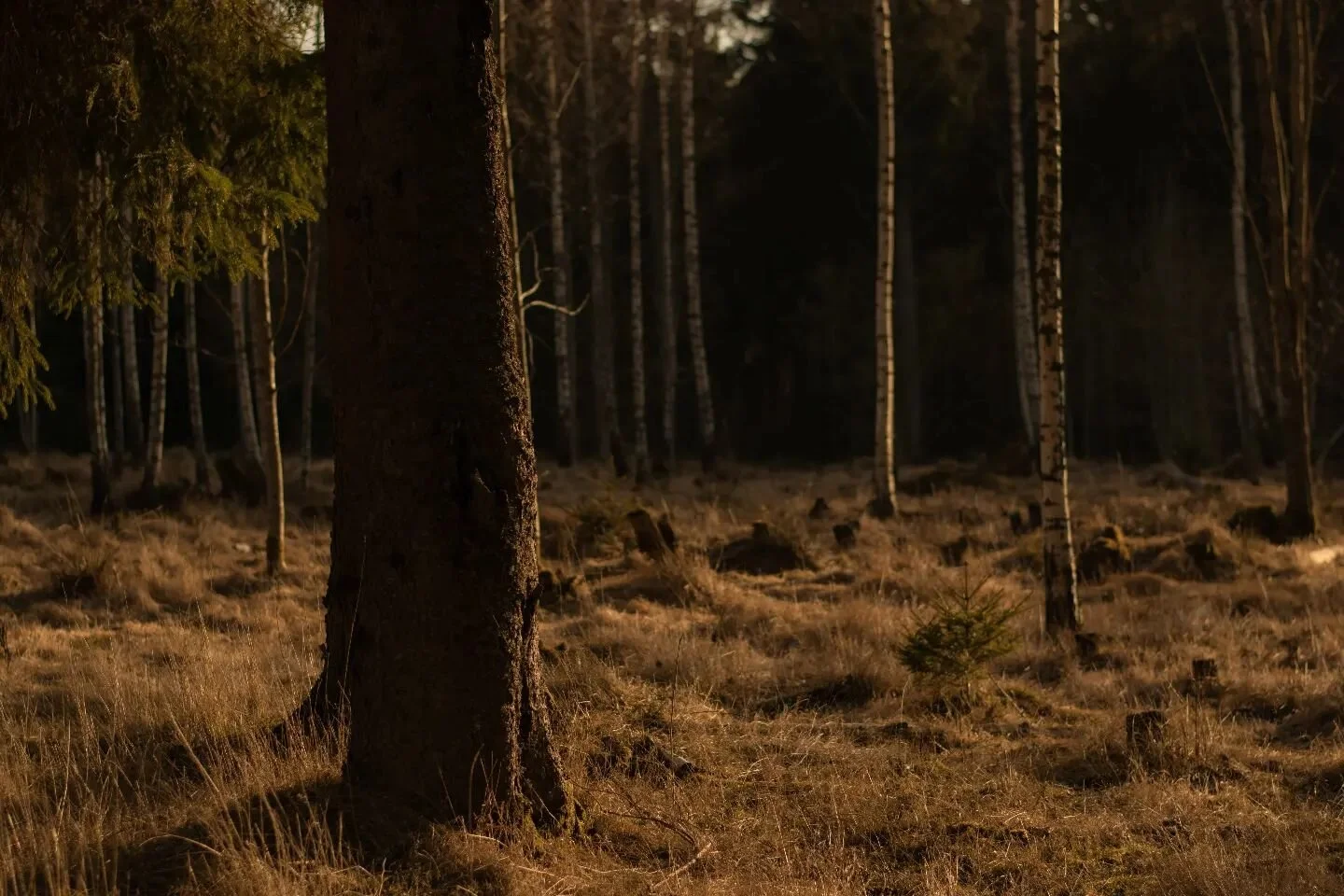 #landscapephotography #naturephotography #sweden #nikon