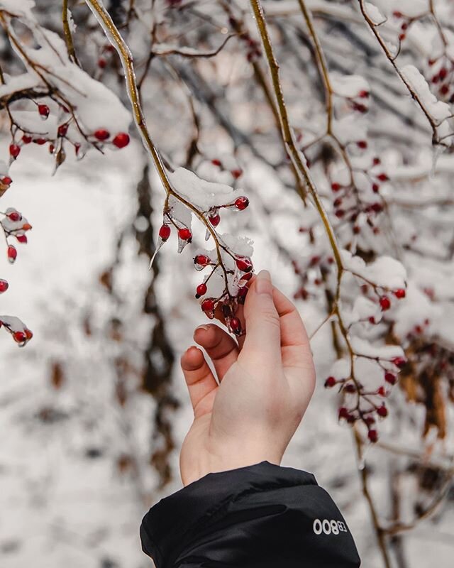 The simplest of things in life can be the most beautiful whether it be a smile, a regular sunset, or these popping red berries on a tree branch. &bull;
&bull;
&bull;
&bull;
&bull;
#welivetoexplore #stayandwander #roamtheplanet #exploremore #adventure
