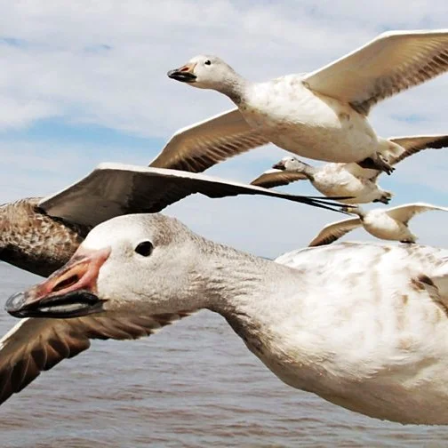 earthflight+2.jpg