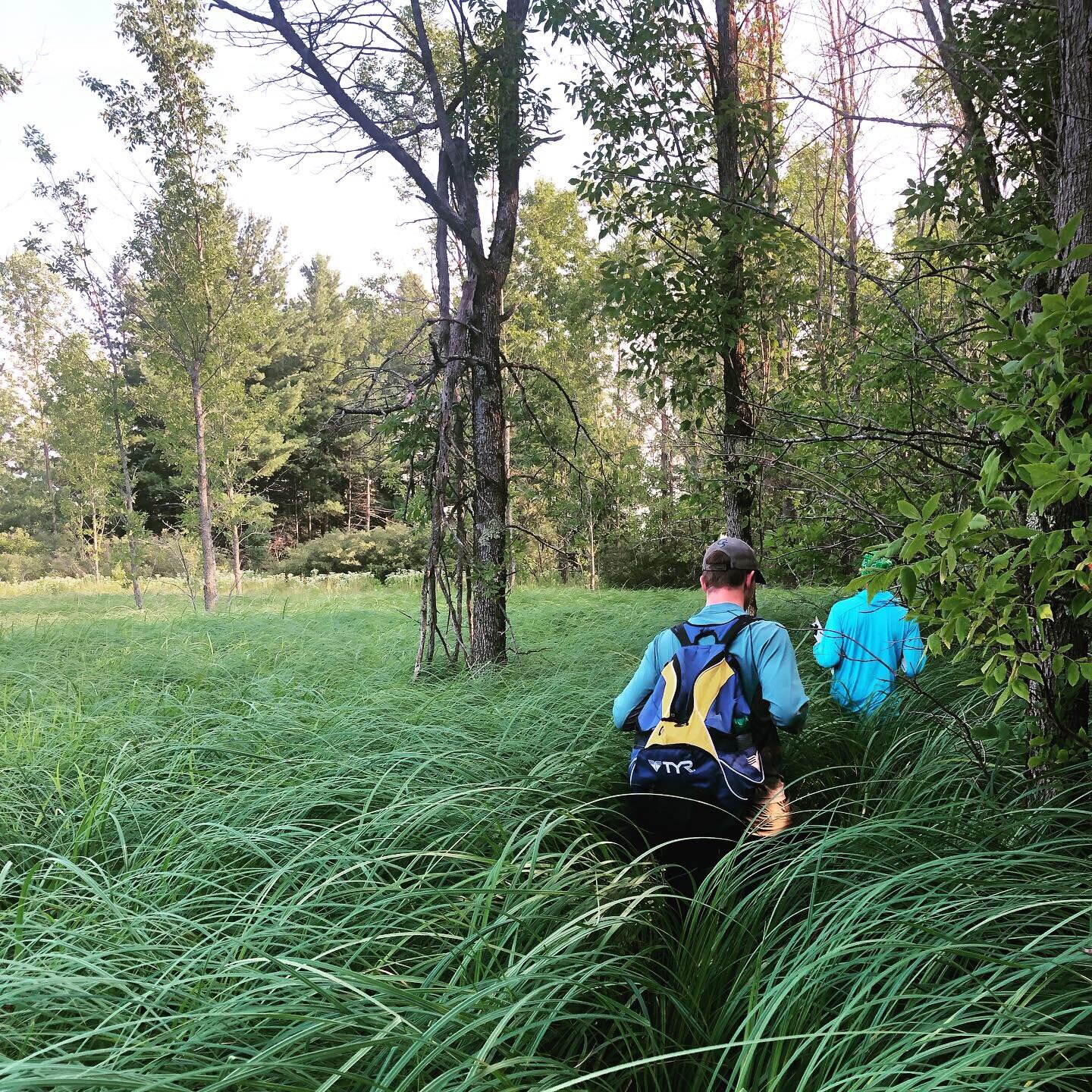 Where does invasive vegetation management fit in with ecosystem restoration solutions?	