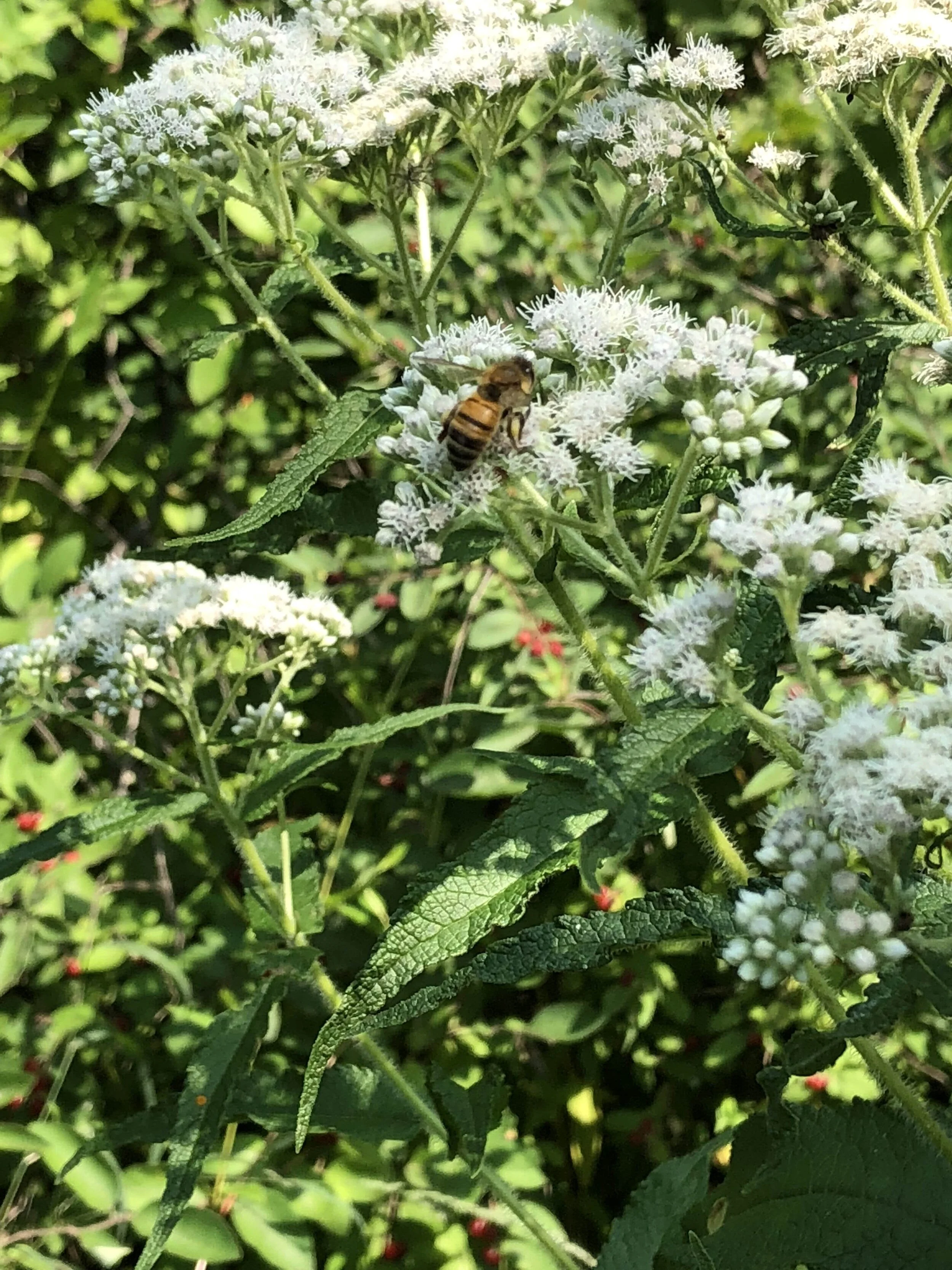 Protecting Pollinators