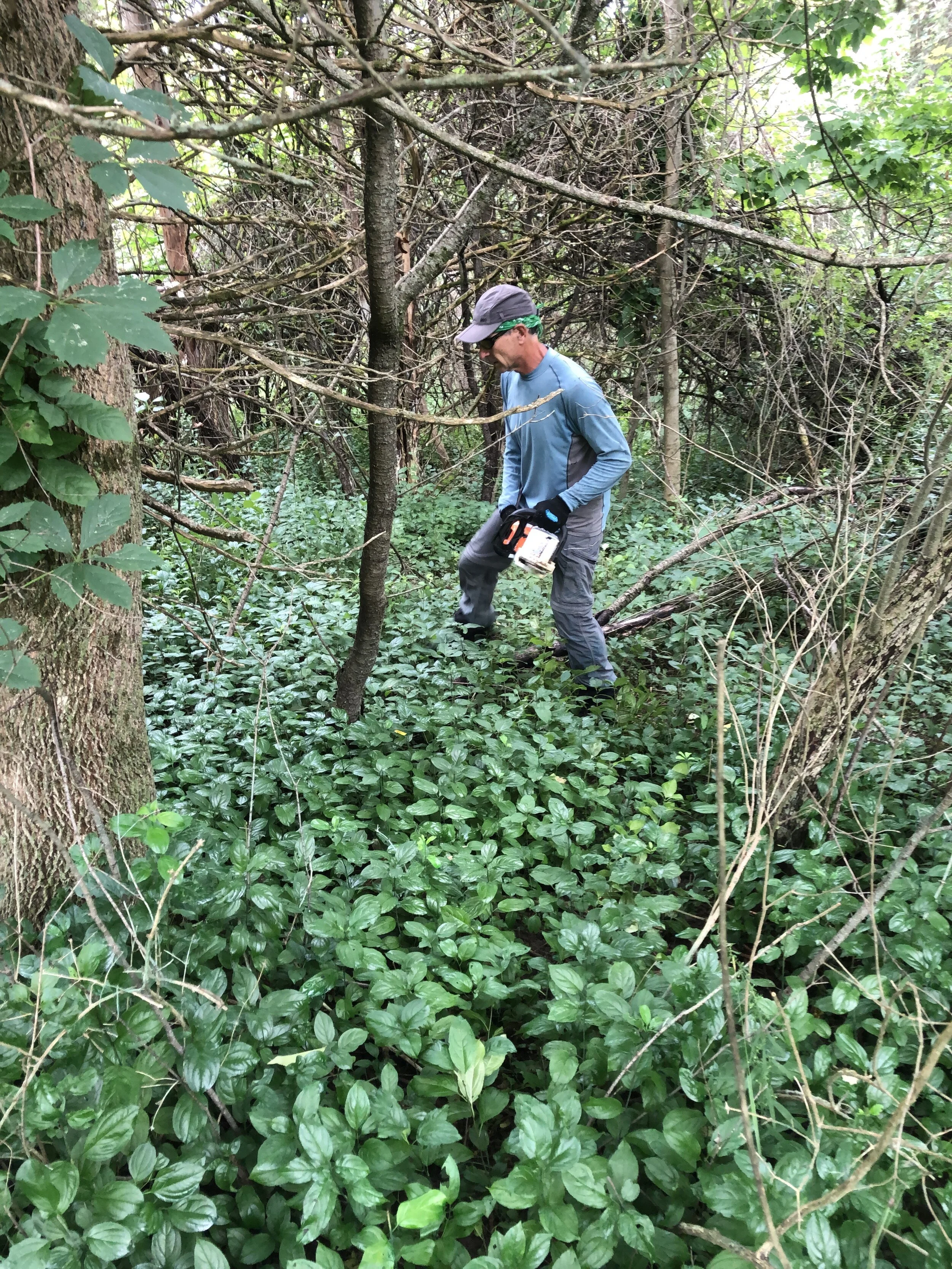 Seed Bank Expression