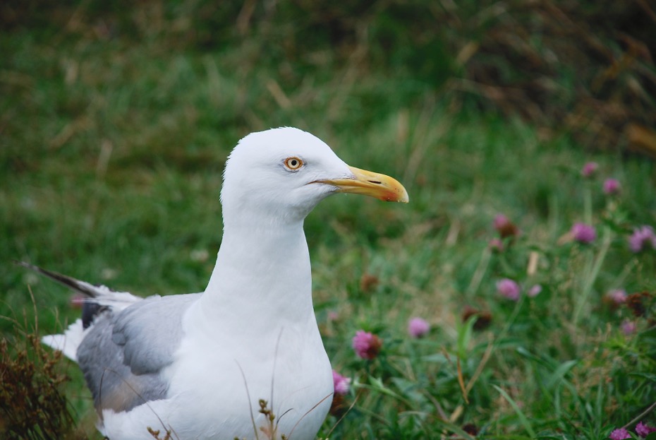 Seagull.jpeg