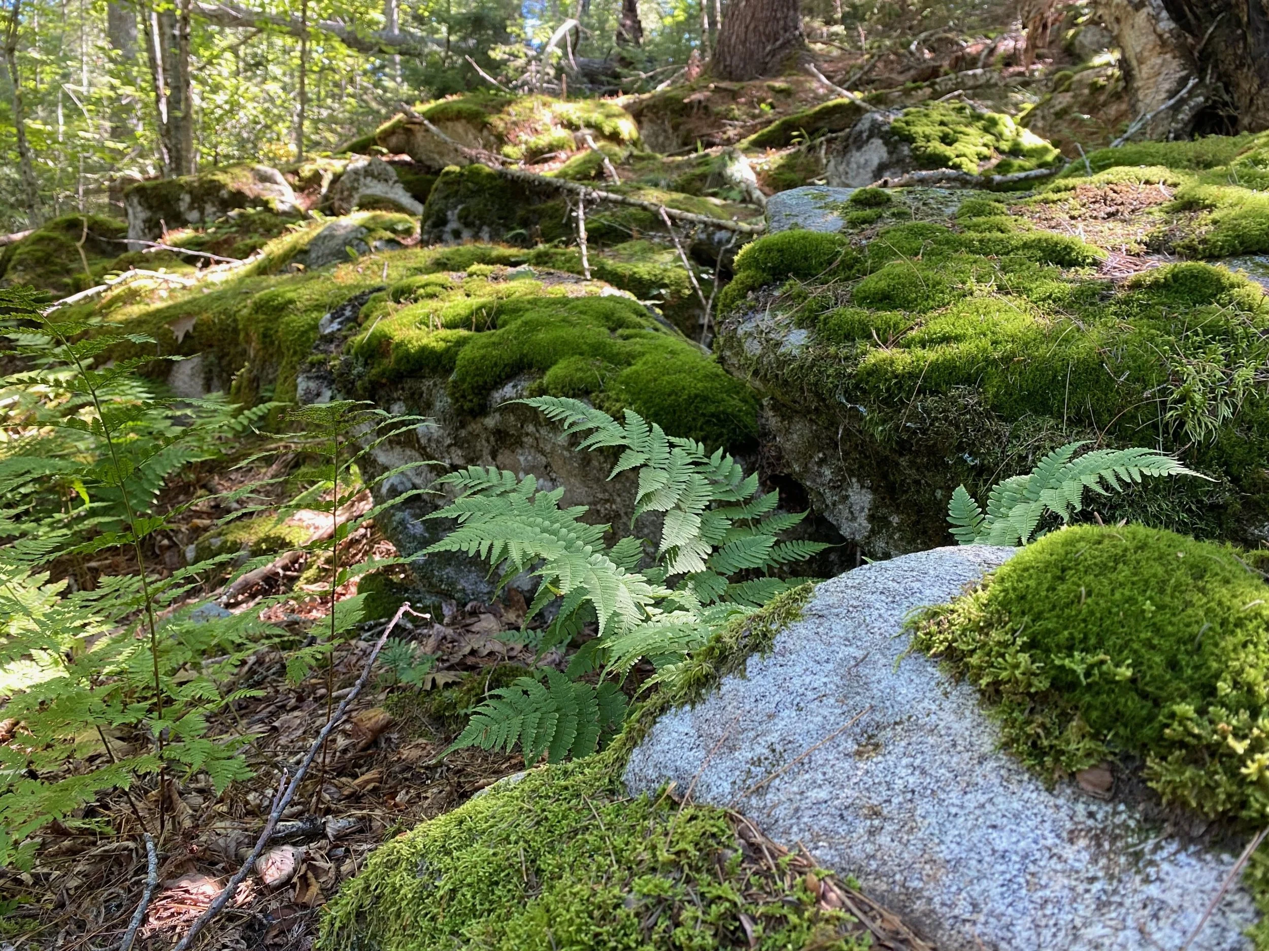 Harvesting the Sounds of Nature