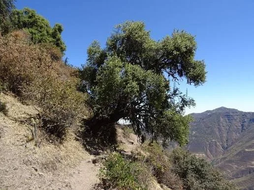 CHACHACOMO arbre