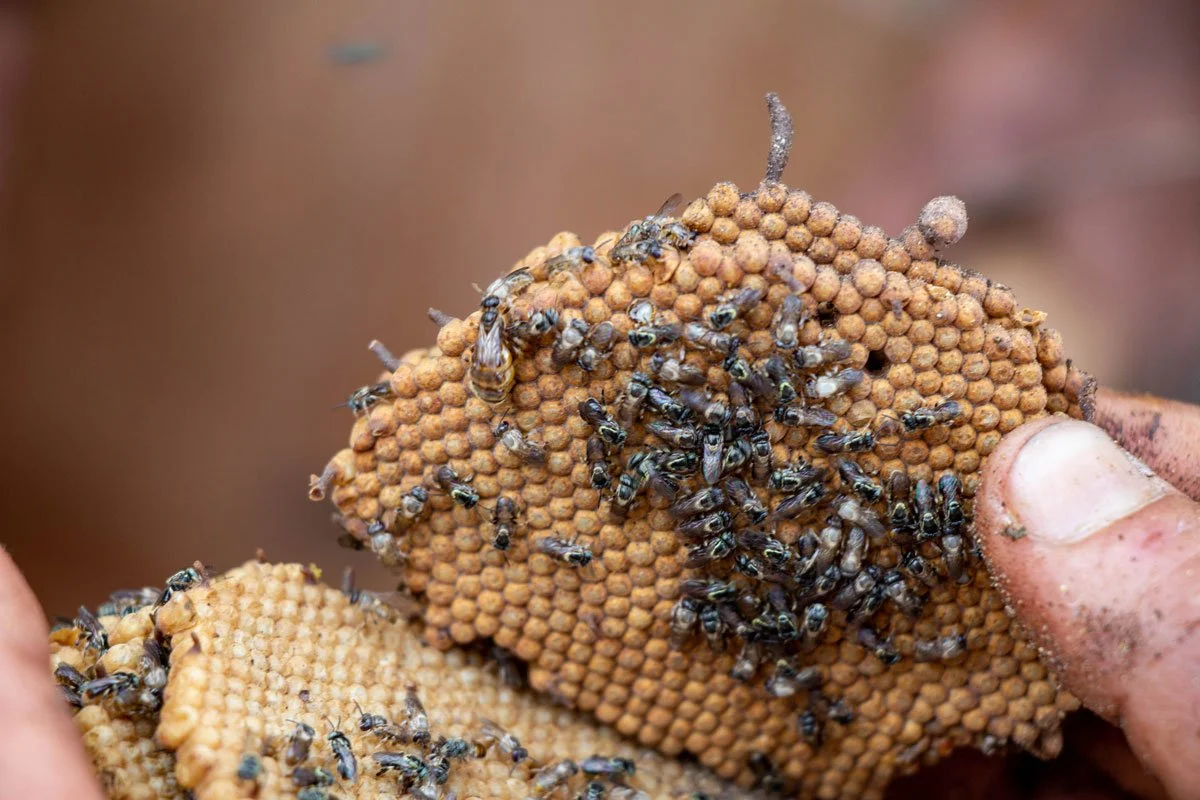 abejas-sin-aguijon-Sumak-Kawsay.jpg