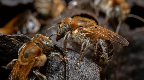 abeja_melipona_6044_600.jpg