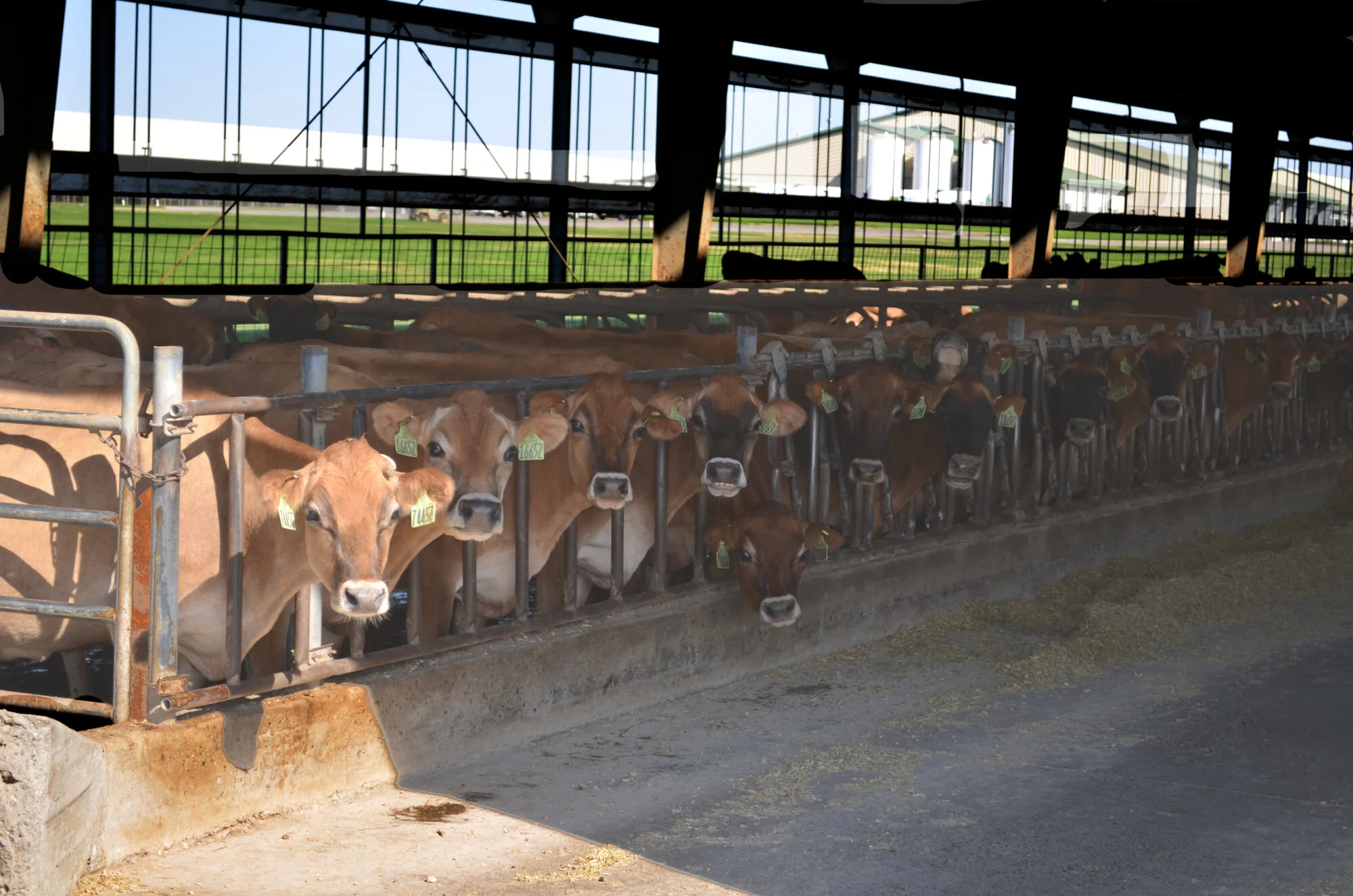 Dairy Cows 1.JPG
