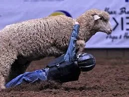 Houston Rodeo mutton busting 3.jpg