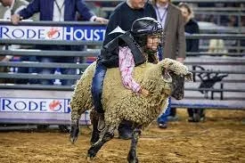 Houston Rodeo mutton busting.jpg