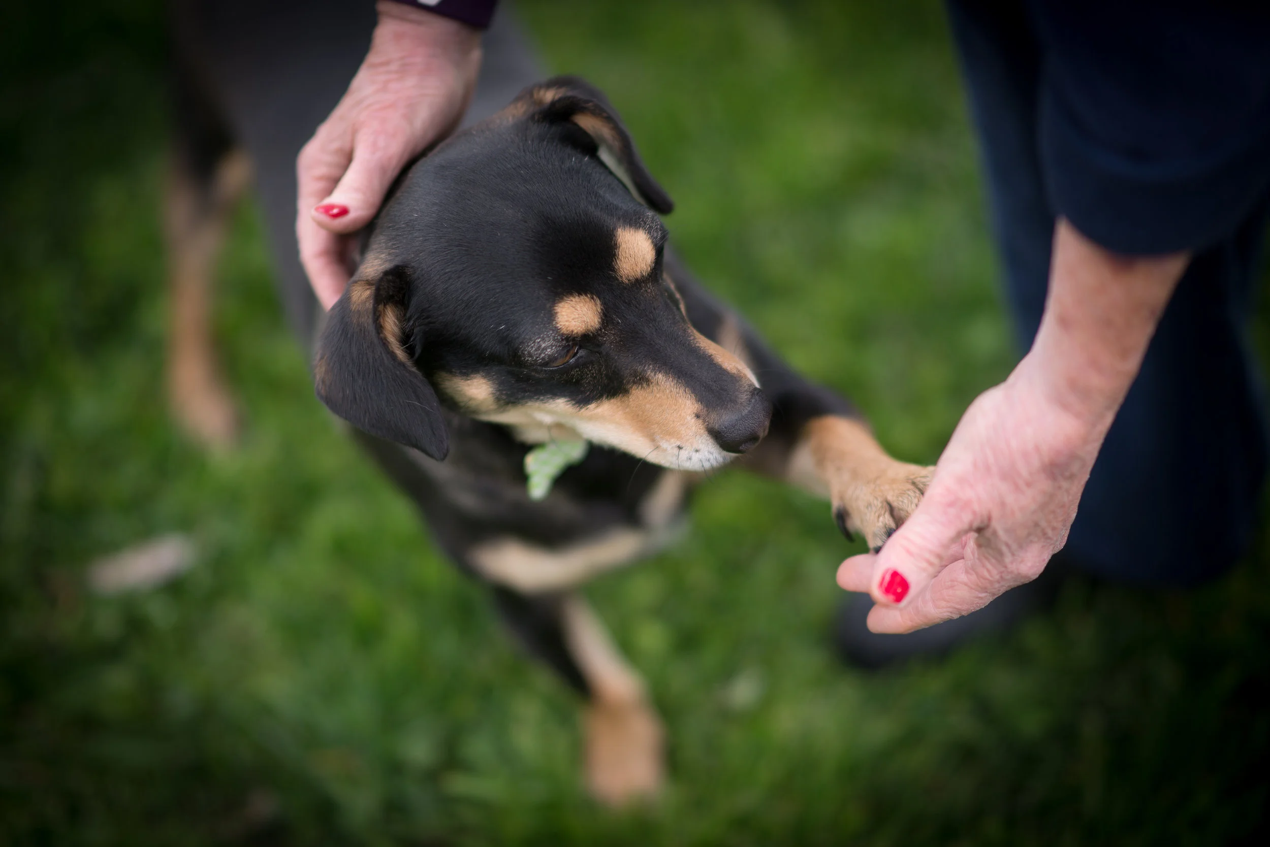 pets02.jpg