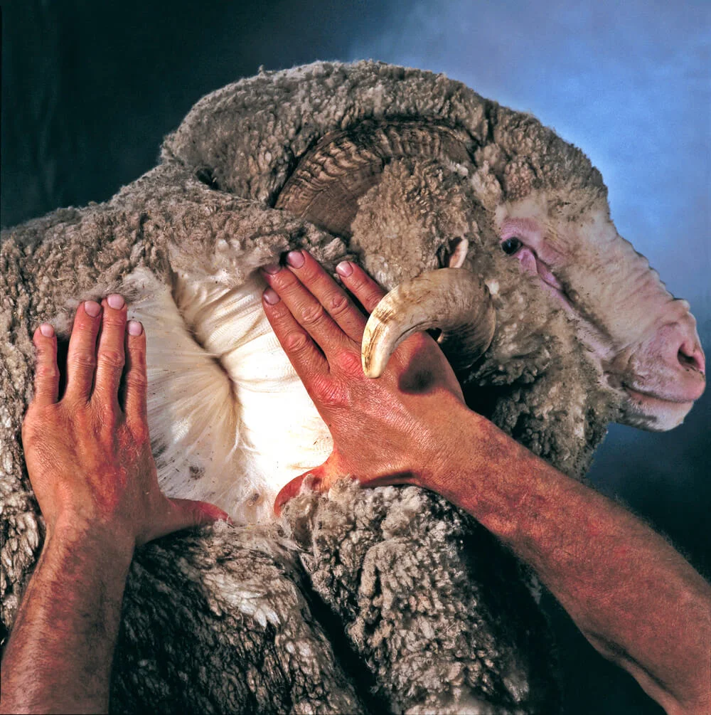 Merino-ram.jpg