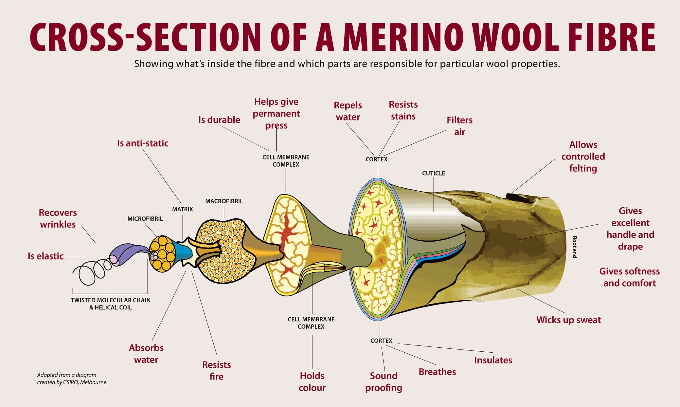 Cross-section-of-merino-fibre.jpg