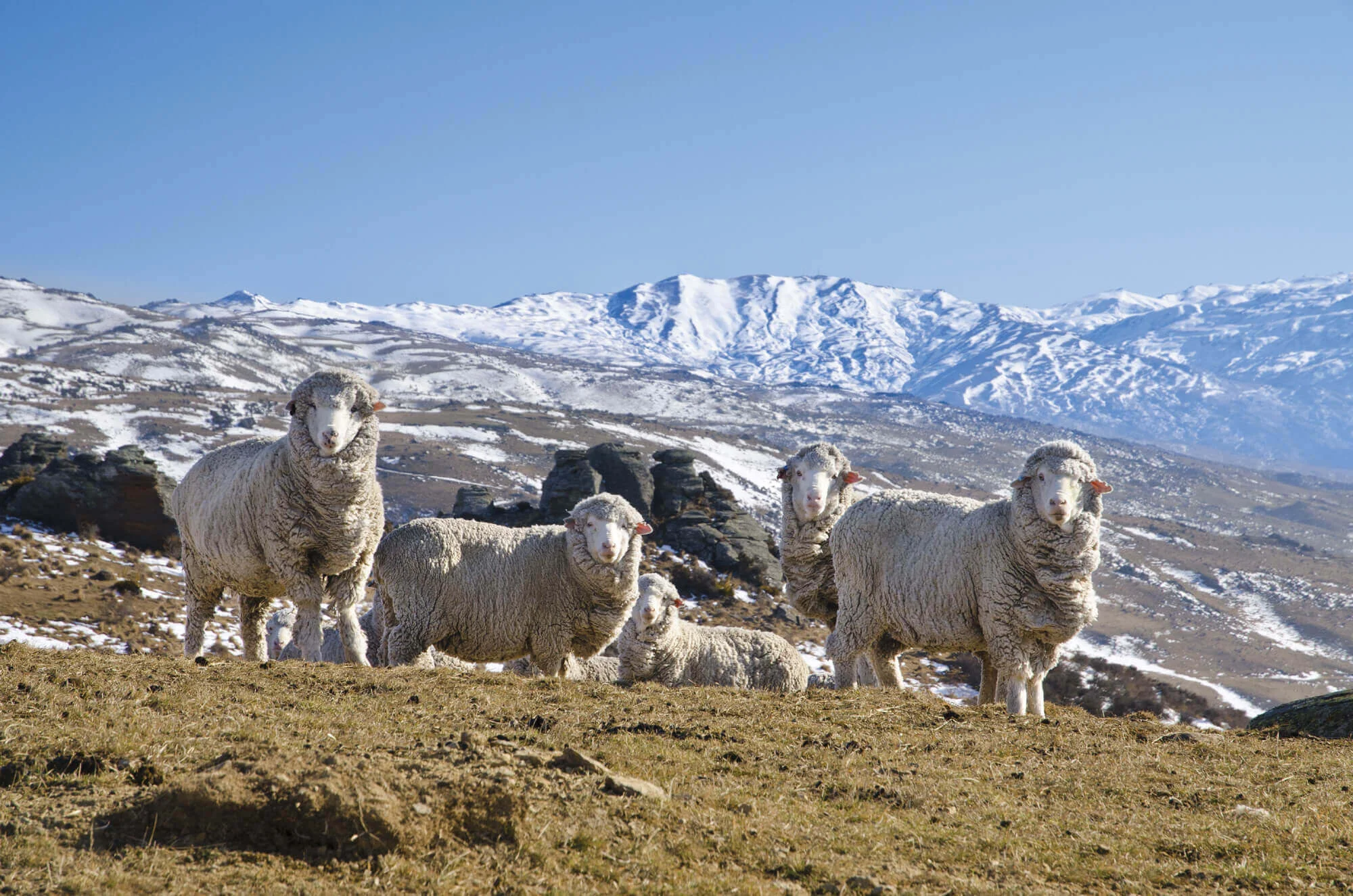 Merino ewes at Duffers Pass, Central Otago. Unlike crossbred sheep, merinos thrive in the high country, particularly in the South Island of New Zealand.