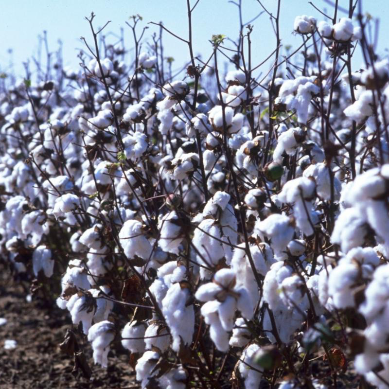 Port of Savannah - Nation’s Busiest for Cotton Shipments