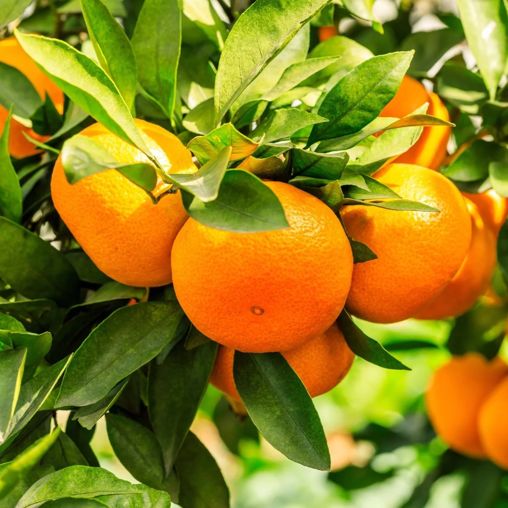 Citrus Imports on the Rise at the Port of Savannah