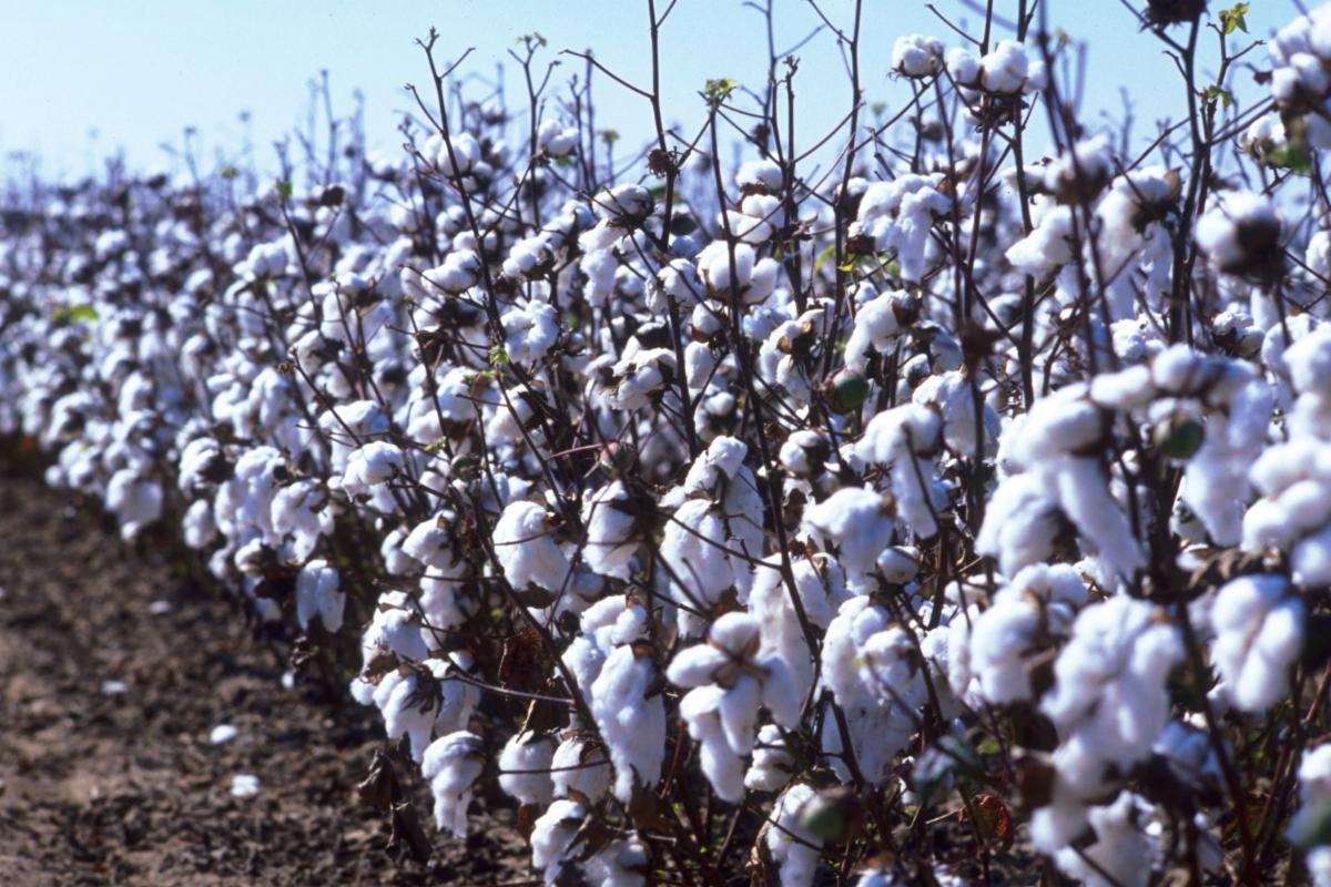 Cotton field, raw cotton still on the bush in Georgia