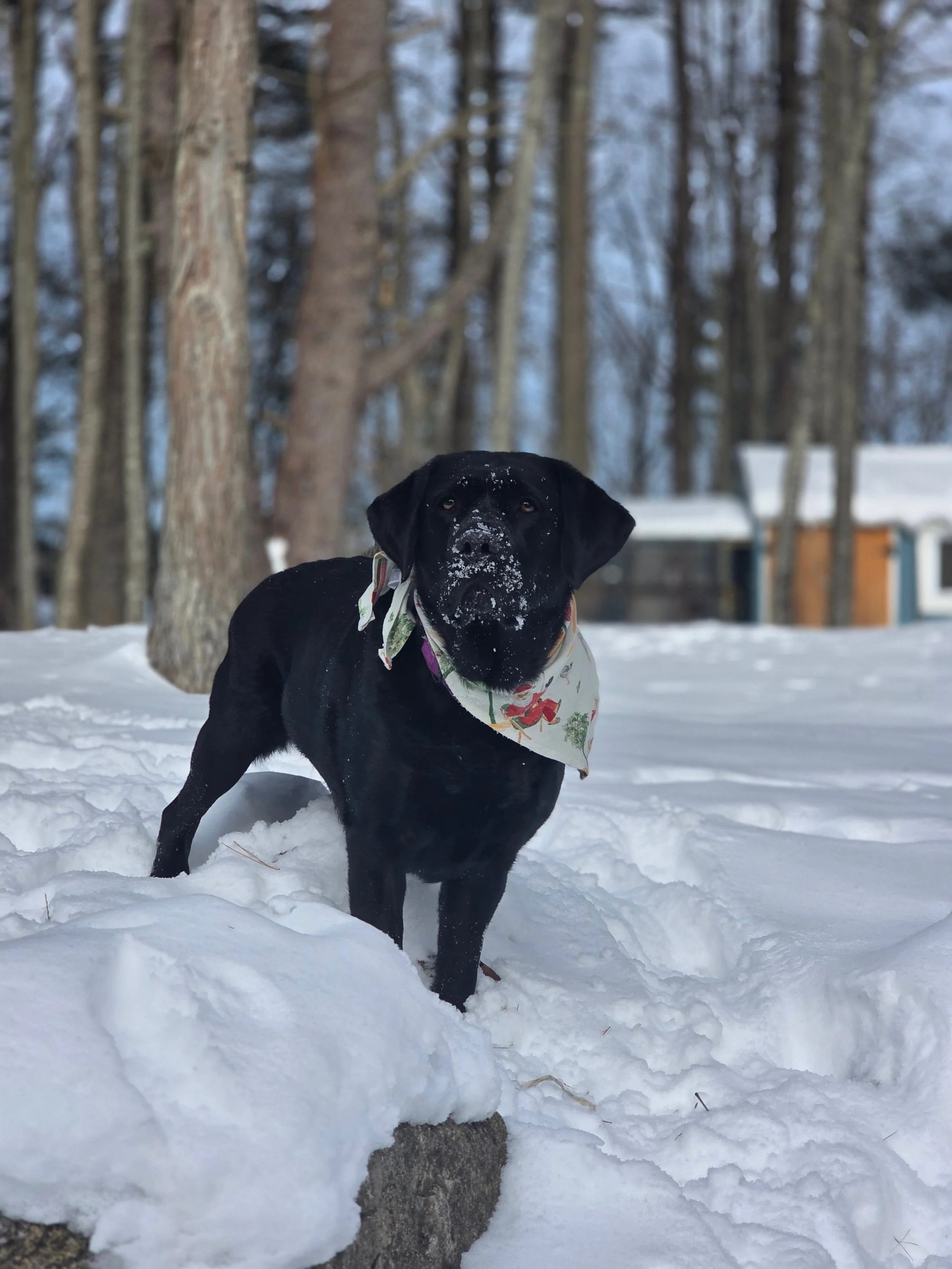 Enjoy frolicking in the snow