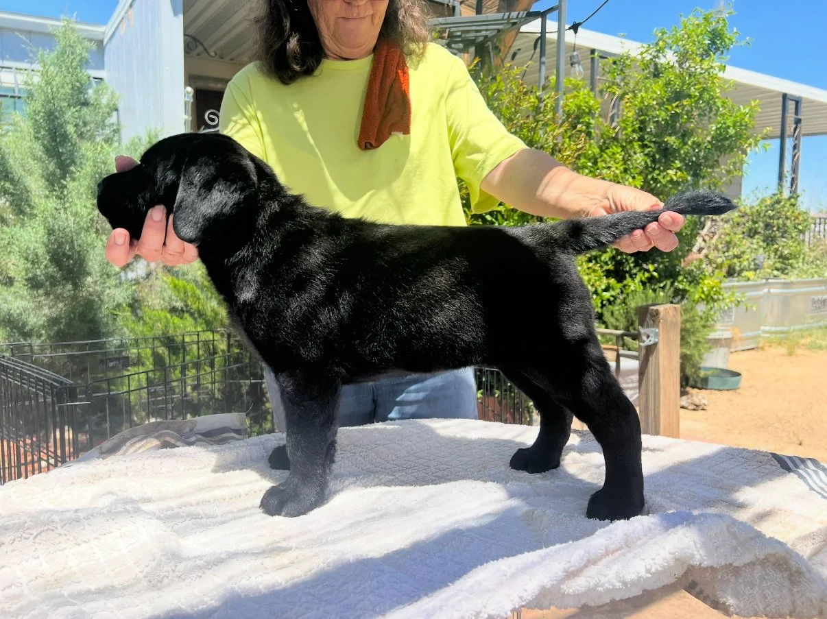 Trainable for show quality