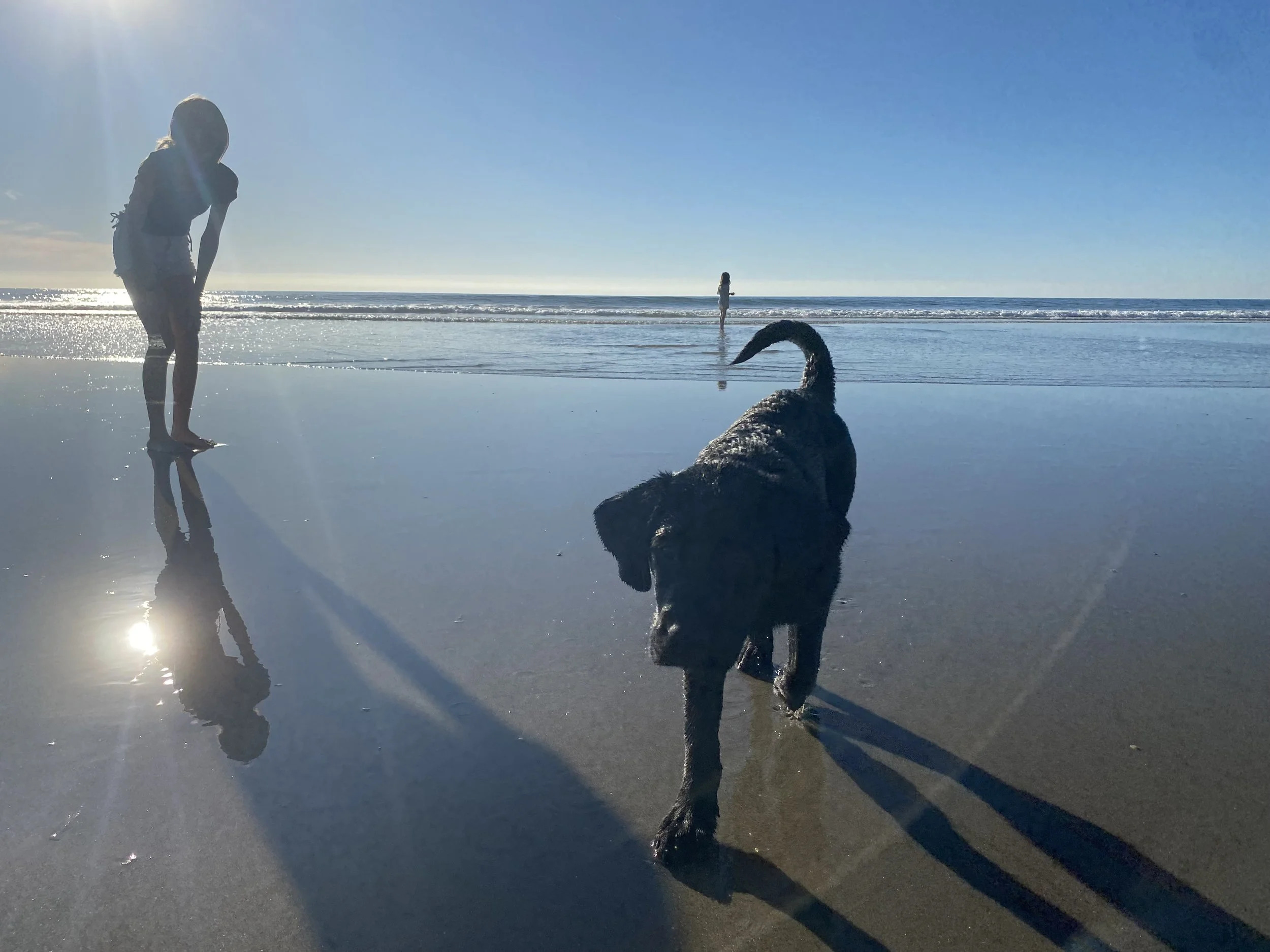 Wonderful beach companions