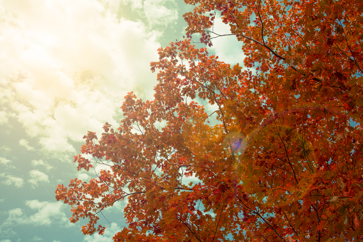 Tree.jpg