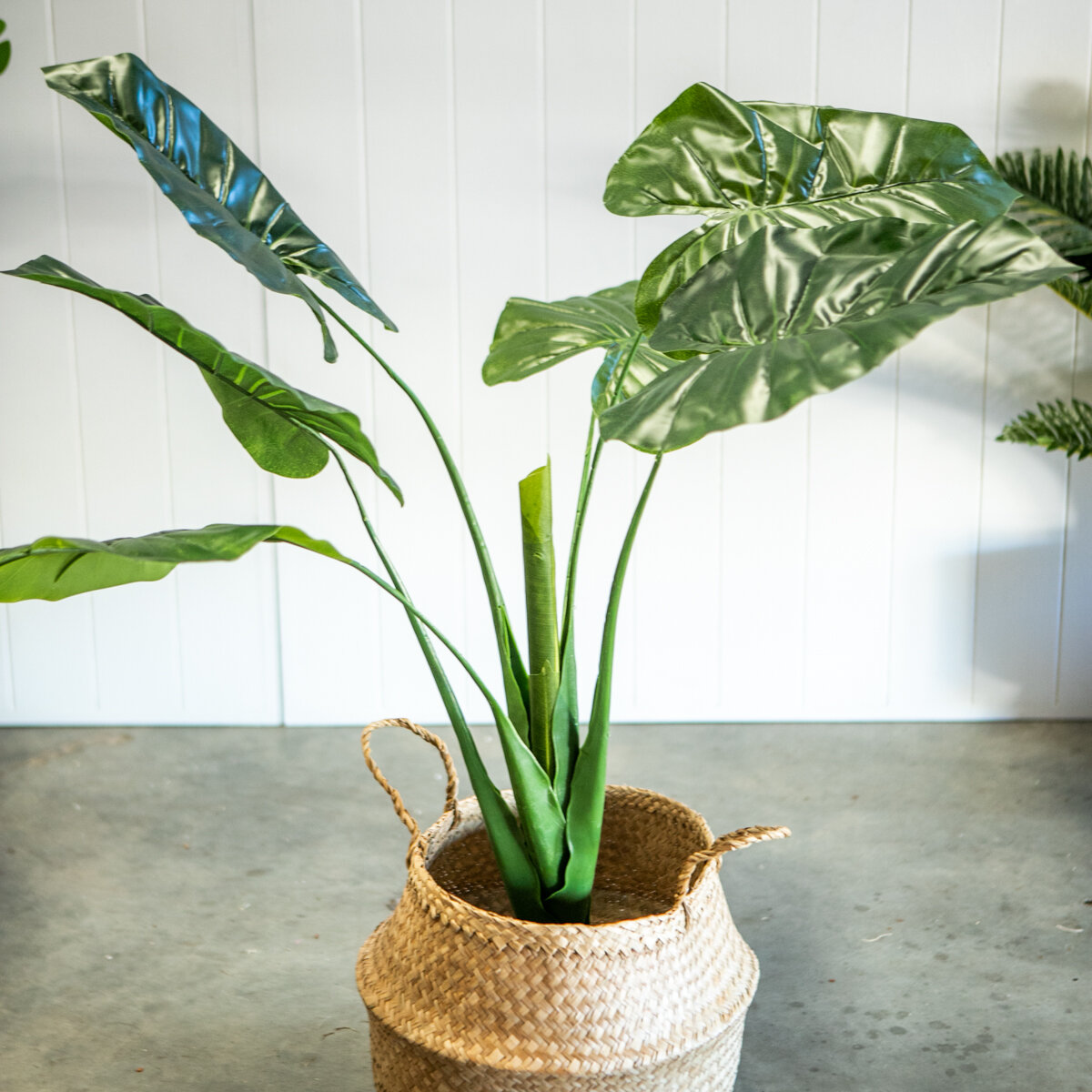 dracaena compacta black leaves Dracaenas Collection | Dragon Plants Black Leaf