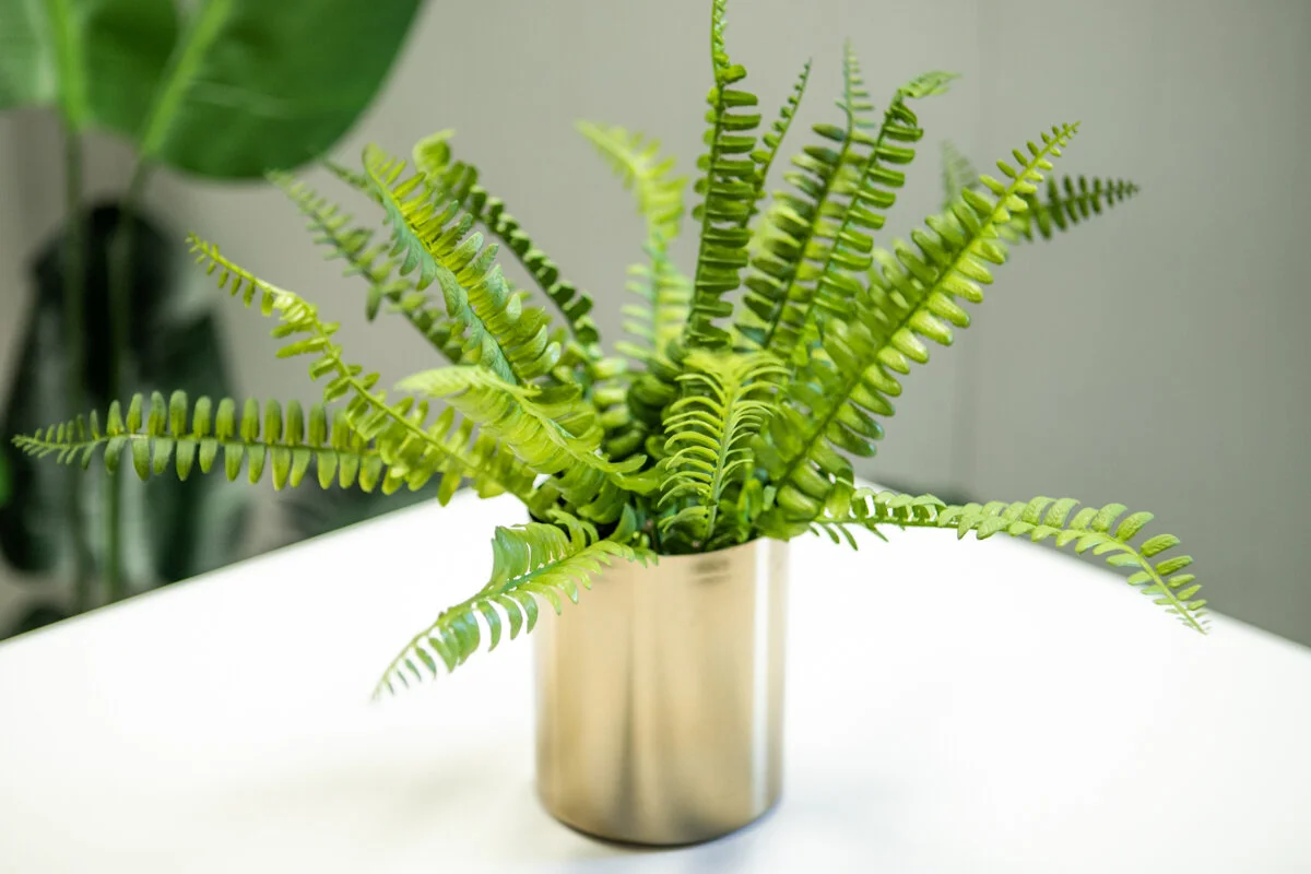 Faux 'Fern' Plant
