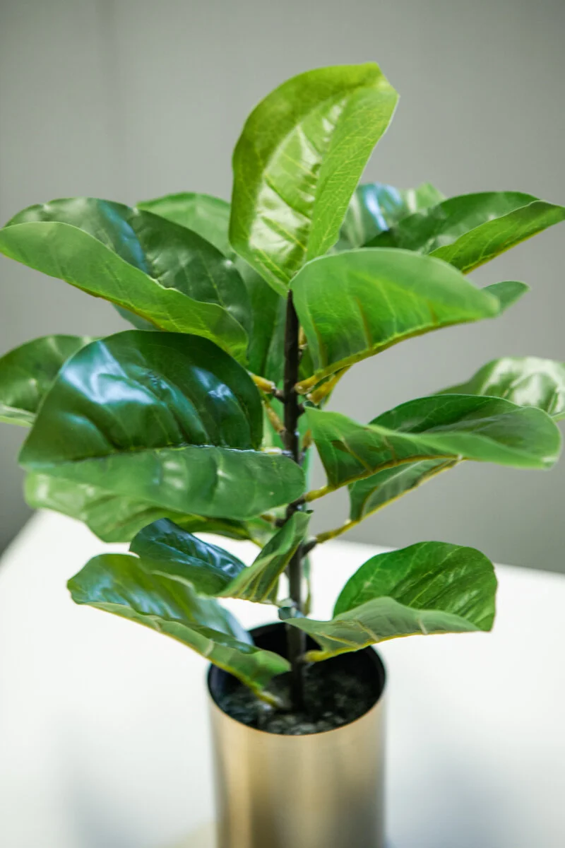 Artifical_Plant_fiddle_leaf-2.jpg