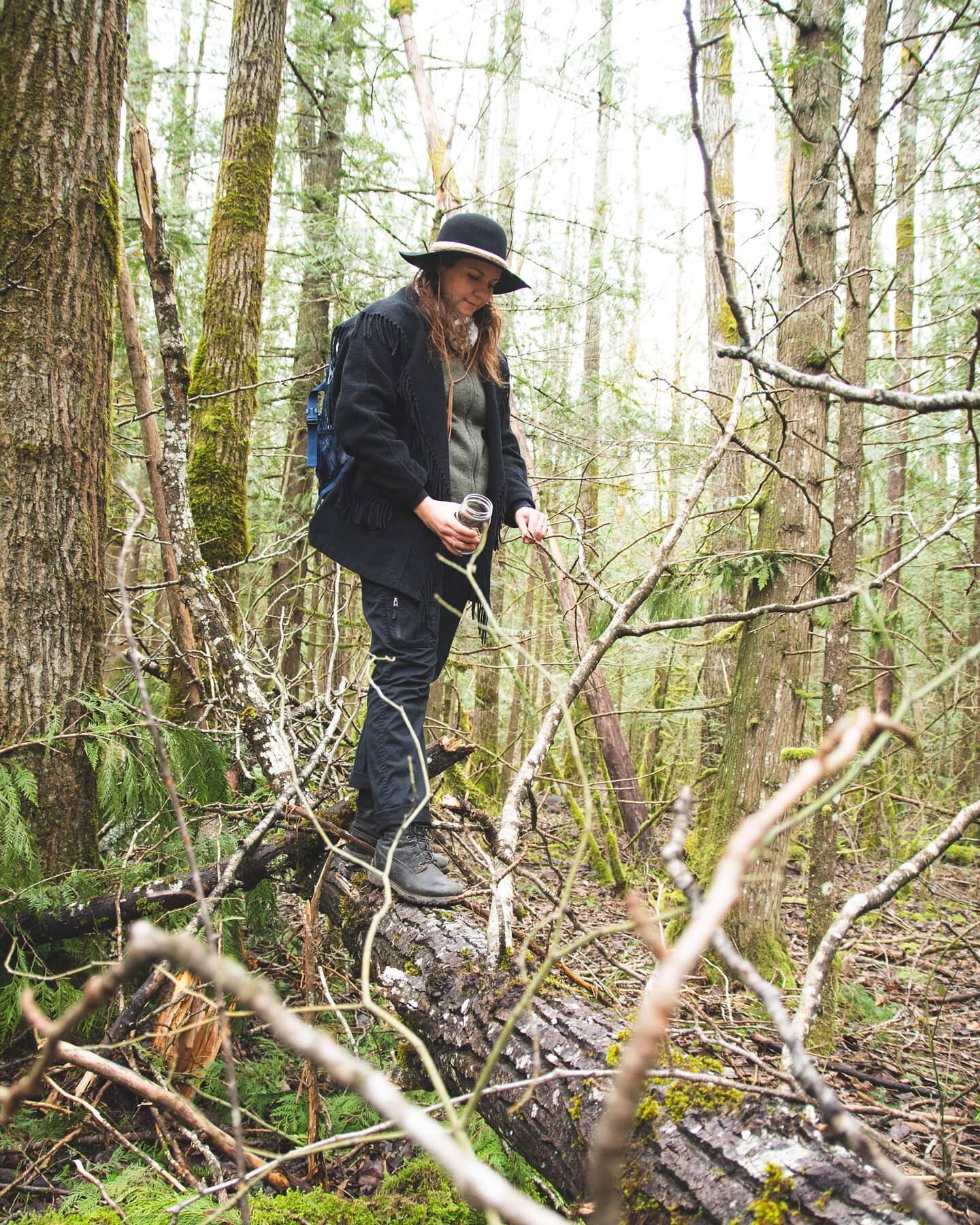 Caught in the act of foraging Poplar buds from a newly fallen tree!

Sustainable harvesting is my top priority, so needless to say that while I was sad to see this beauty not standing strong and upright, I was like a kid in a candy store with finding