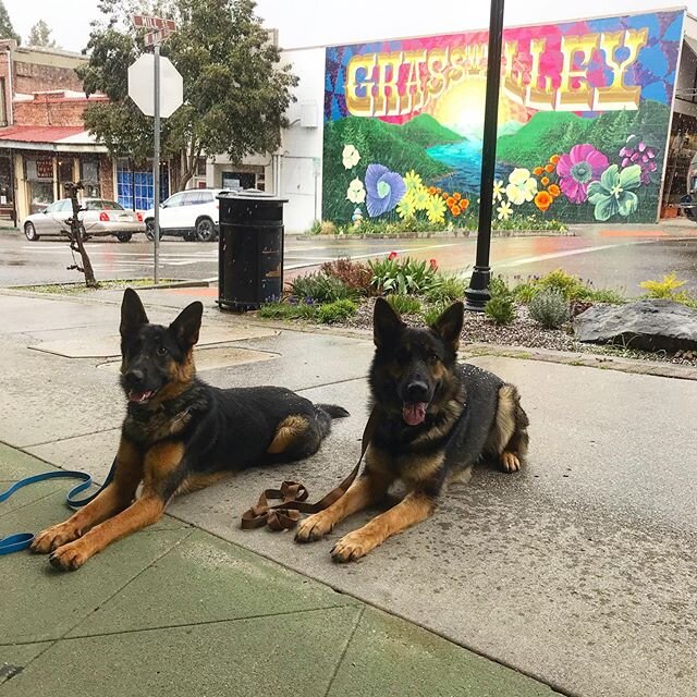 Koa &amp; Loki practicing their heeling and down/stay skills in town 🌸🌲🌼