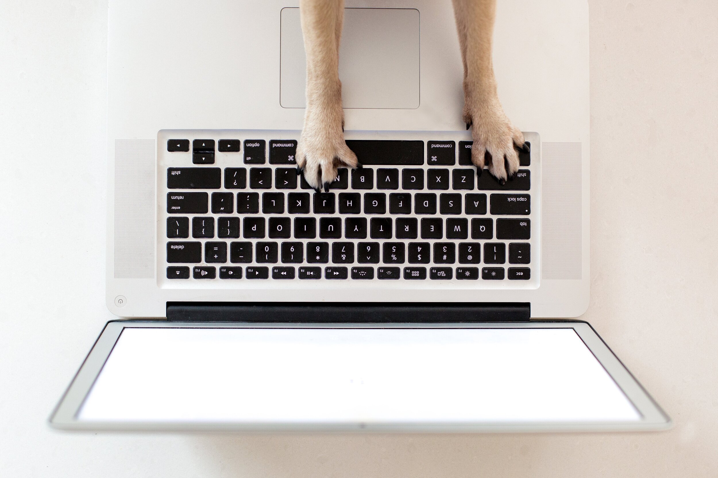 dog on comp.jpg