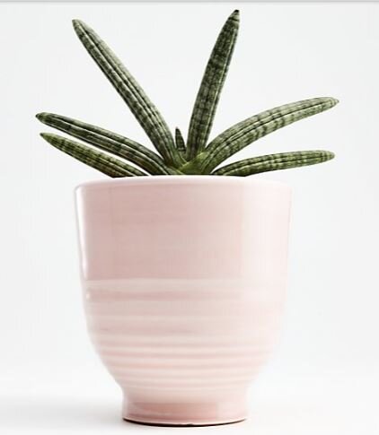 crate and barrel small planter.JPG